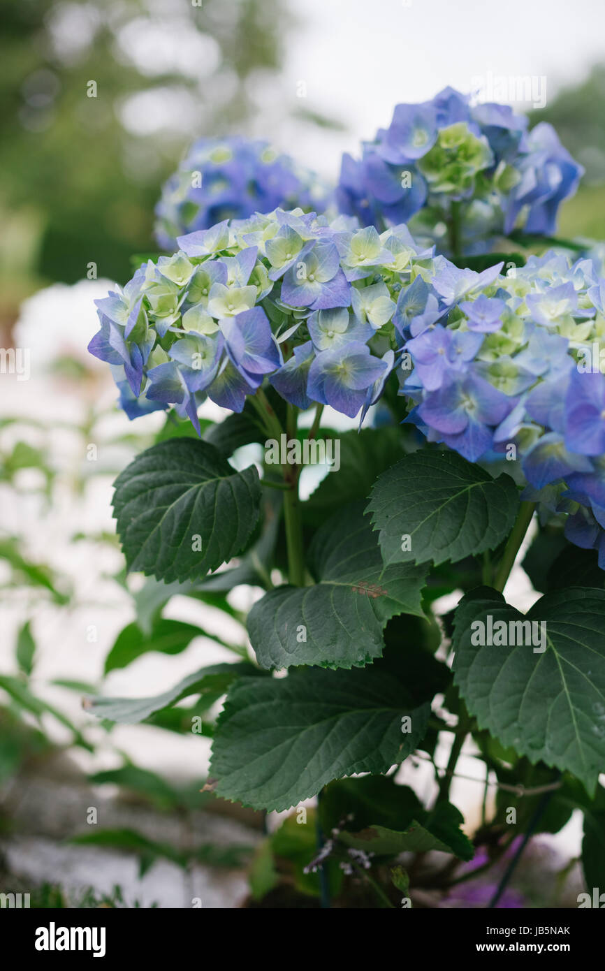 Blu e rosa multicolore hydrangea hortensia fioritura su un patio nel giardino Foto Stock