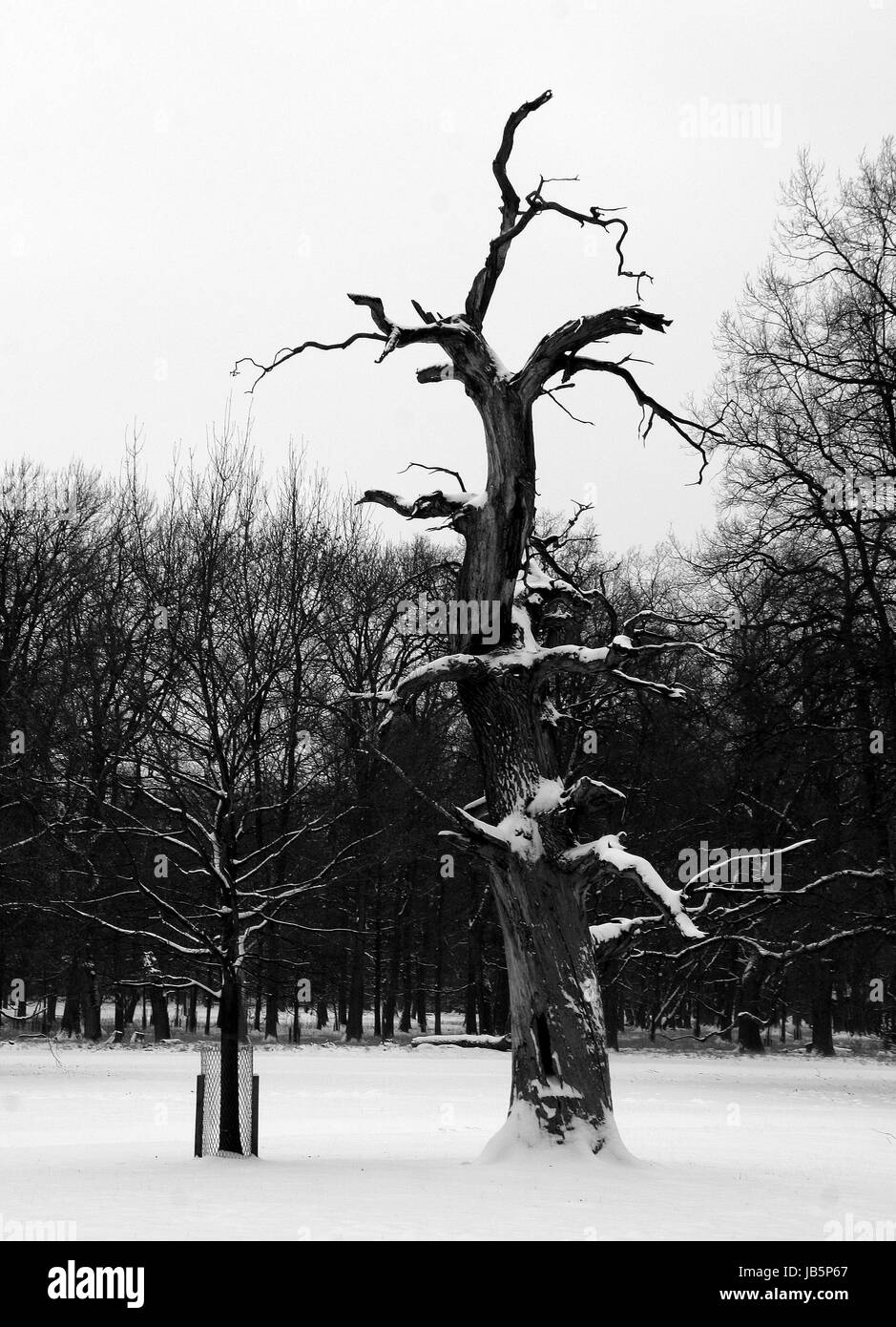 Bw oak Foto Stock