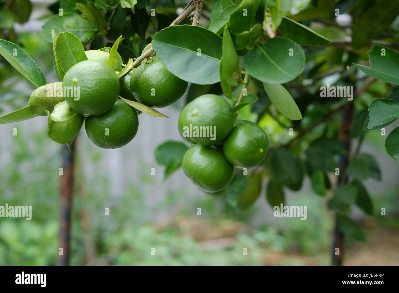 Lime Tree con frutti closeup selezionare la messa a fuoco. Materie prime di cibo della Thailandia. Foto Stock