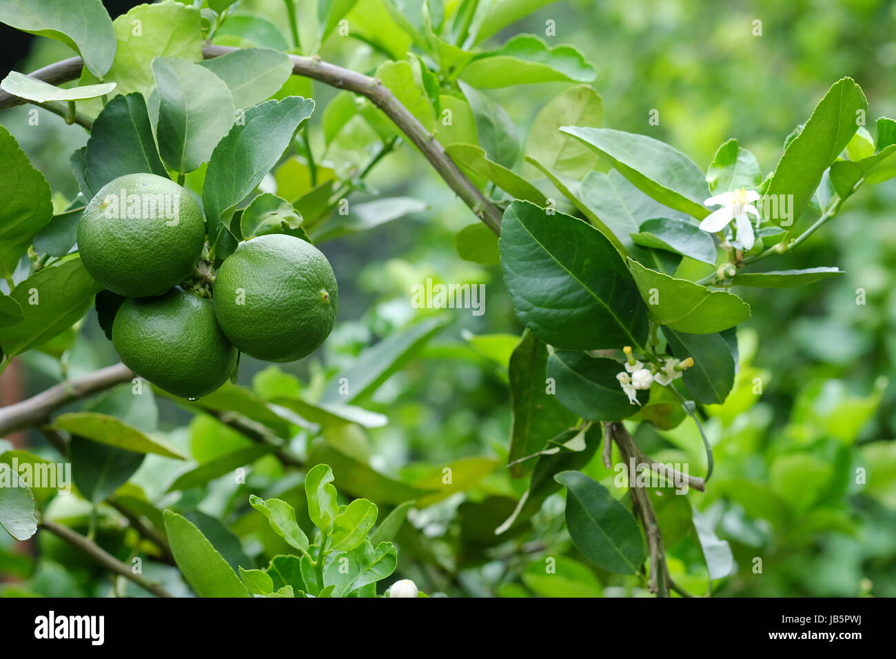 Lime Tree con frutti closeup selezionare la messa a fuoco. Materie prime di cibo della Thailandia. Foto Stock