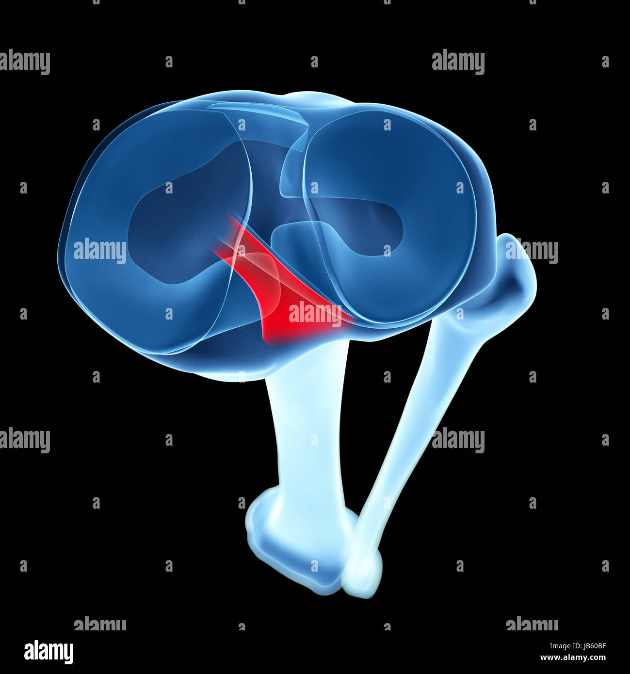 3d reso illustrazione - anatomia del ginocchio Foto Stock