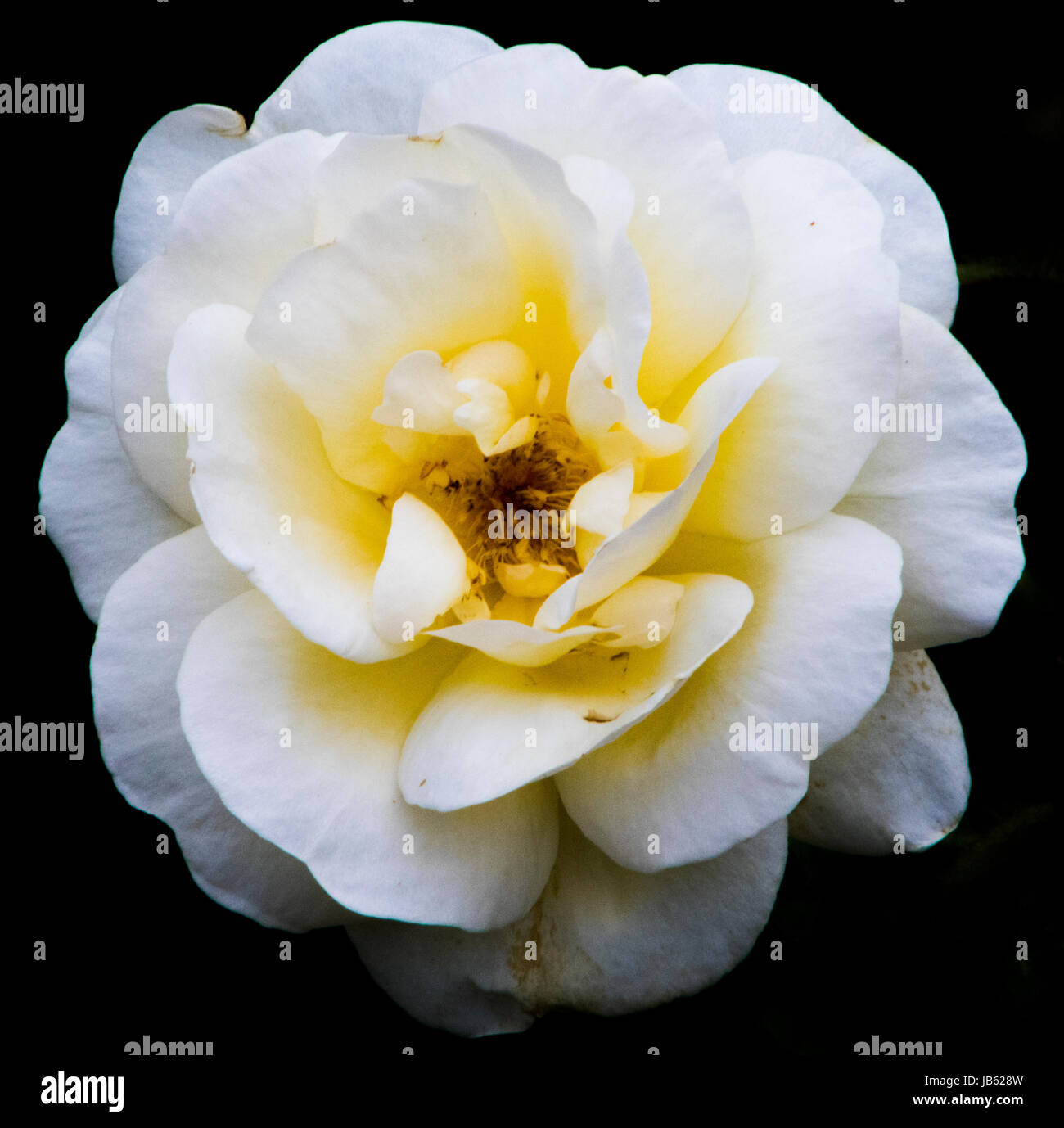 Le foto scattate al parco delle rose, Columbus, Ohio, Stati Uniti d'America Foto Stock