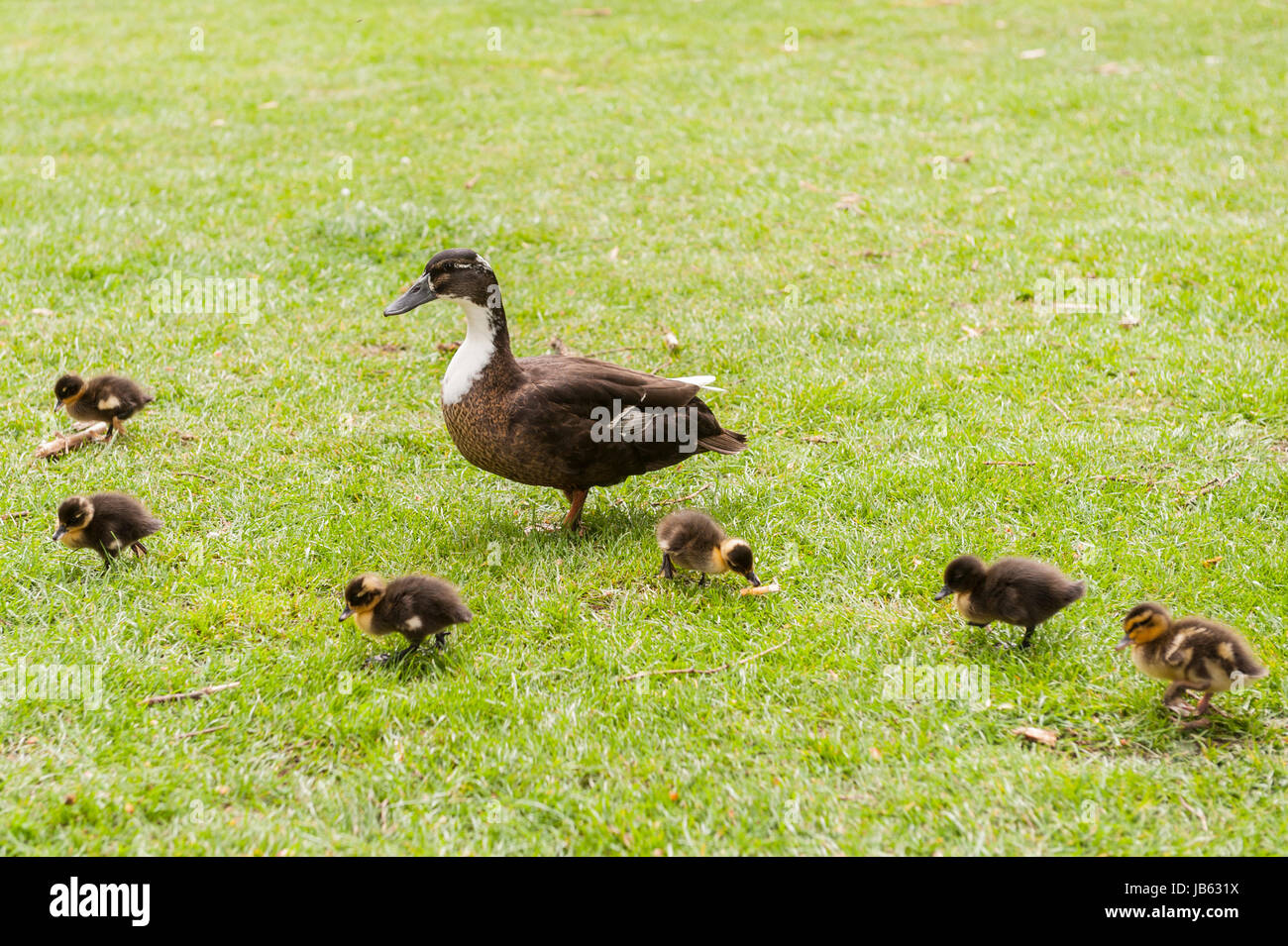 Un anatra con anatroccoli nel Regno Unito Foto Stock