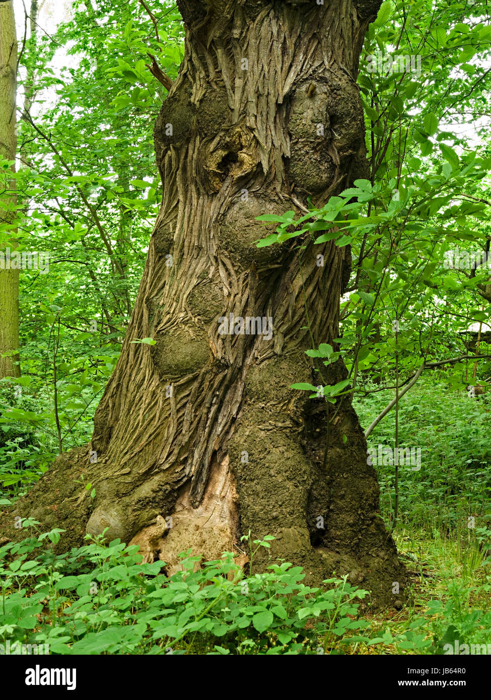 Nodose corteccia del vecchio castagno trunk (Castanea sativa) nei verdi boschi della Foresta Nazionale, Derbyshire, England, Regno Unito Foto Stock