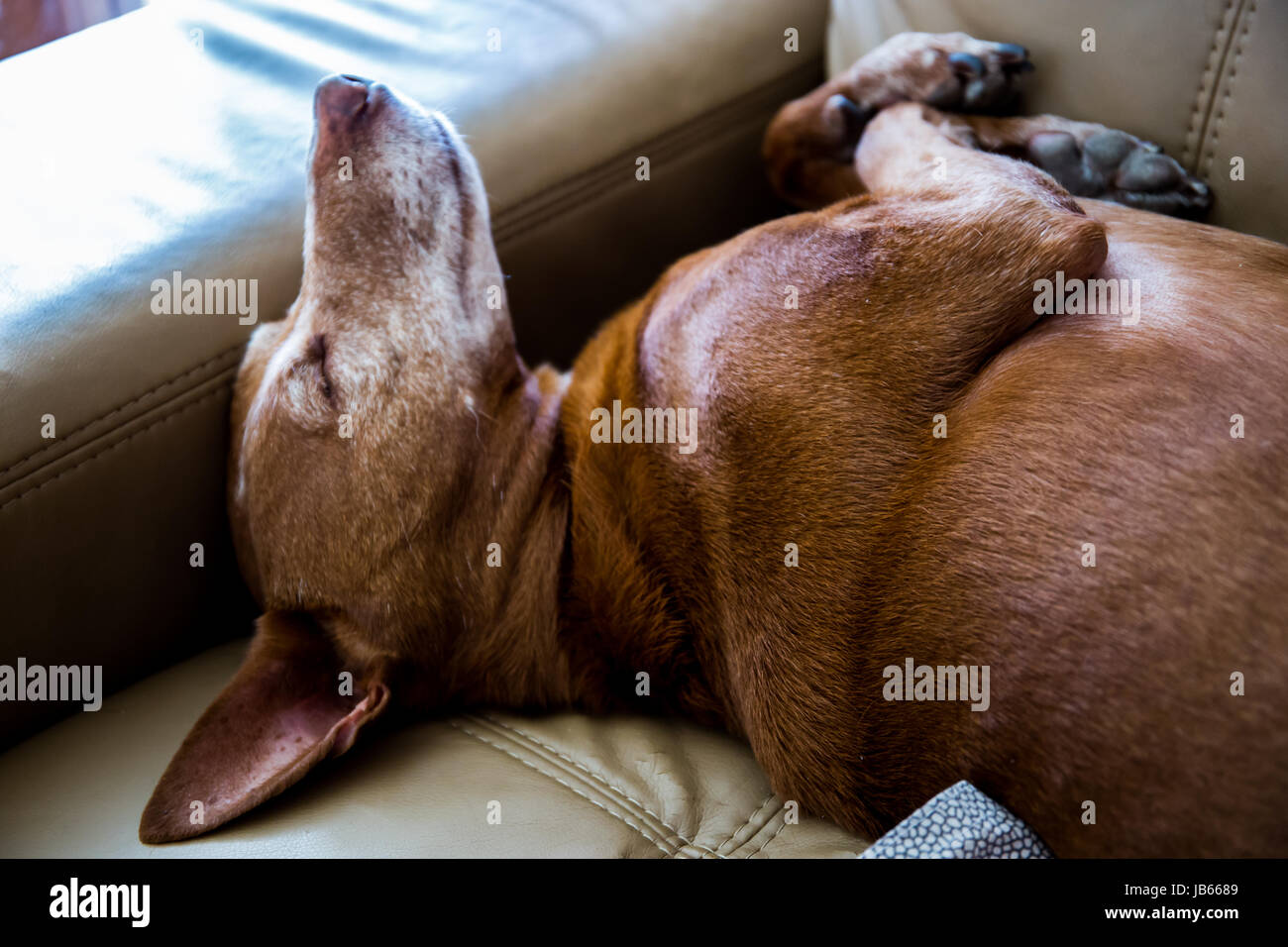 Carino andalusa Hound' (Canis lupus familiaris) Il cane dorme e relax su un divano a casa Foto Stock