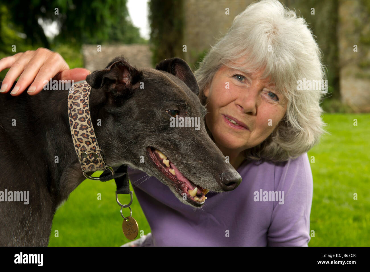 Jilly Cooper nella sua casa di gloucestershire con levrieri 'bluebell' (collare rosso) e 'Giù', mostrando il suo cimitero di animali domestici e di una parete di fotografie Foto Stock