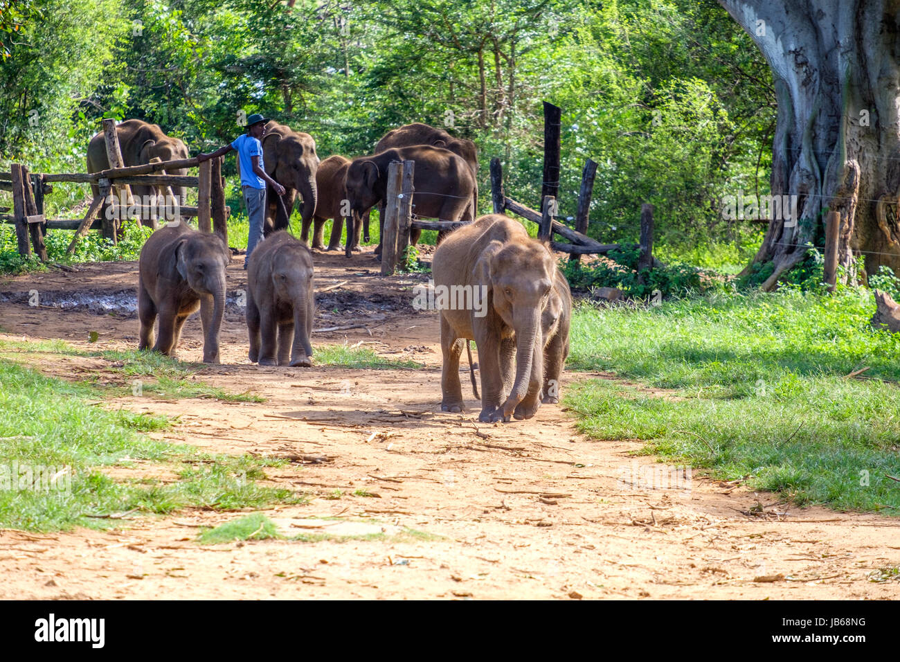 Gli elefanti orfani sul loro modo di avanzamento all'Uda Walawe Elephant Transit Home, Sri Lanka Foto Stock