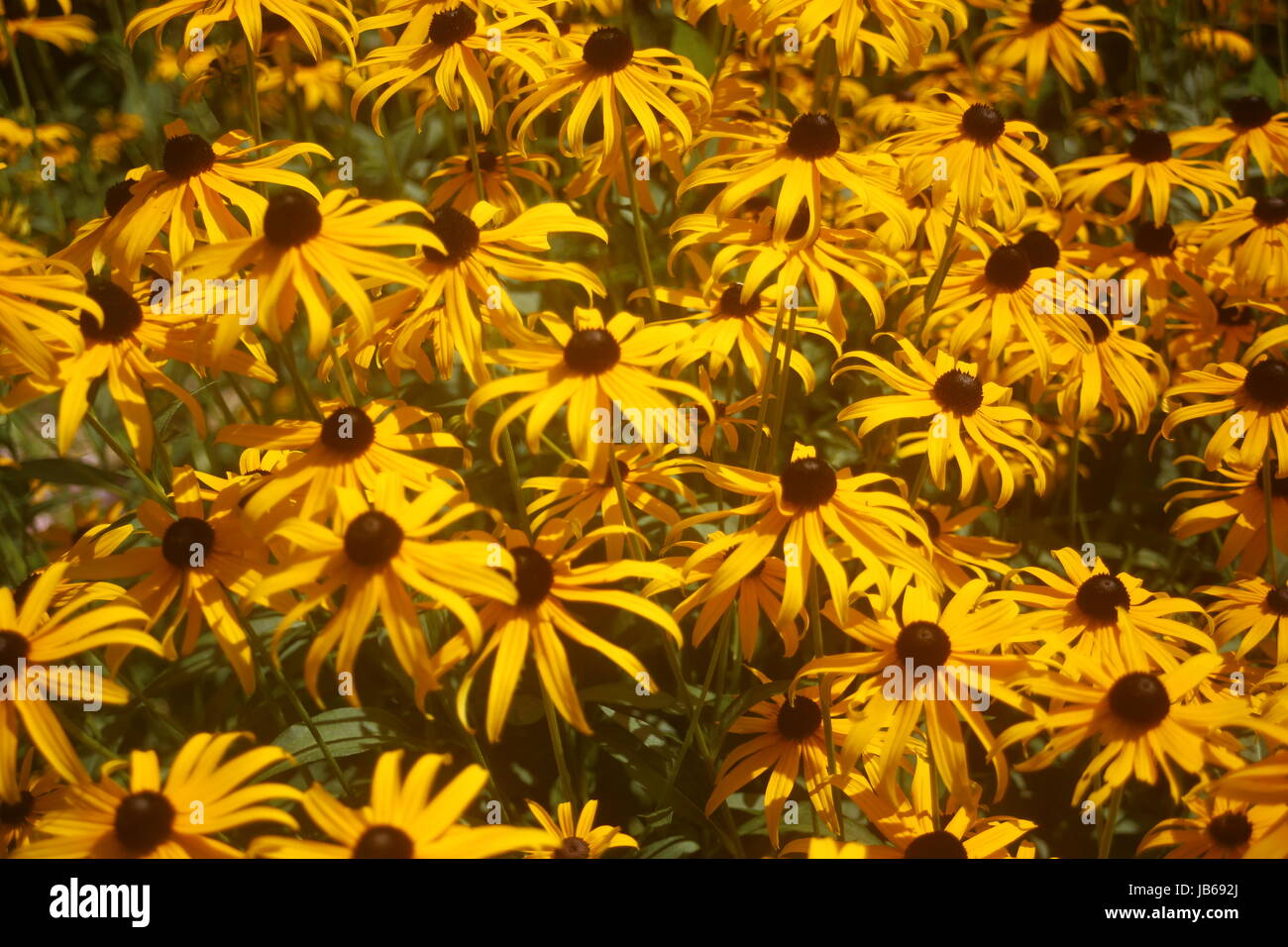 Miscela di fiori selvatici in primavera al di fuori del campo Foto Stock