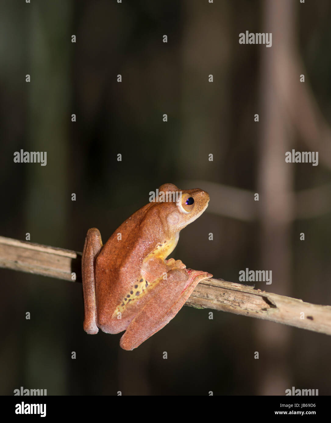 Arlecchino Raganella (Rhacophorus pardalis), di Danum Valley, Sabah Borneo Foto Stock