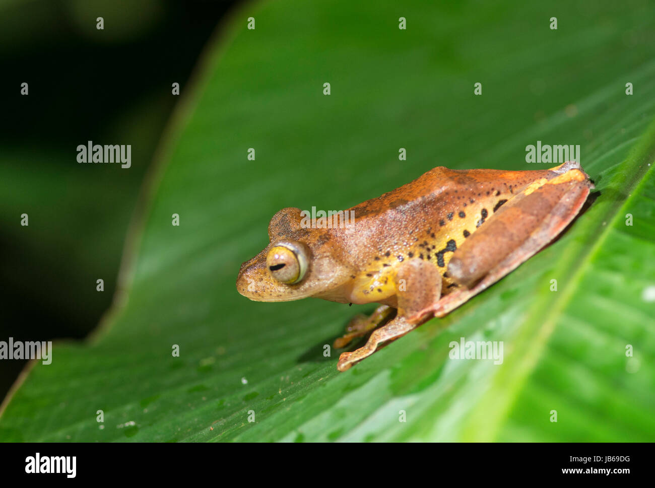 Arlecchino Raganella (Rhacophorus pardalis), di Danum Valley, Sabah Borneo Foto Stock