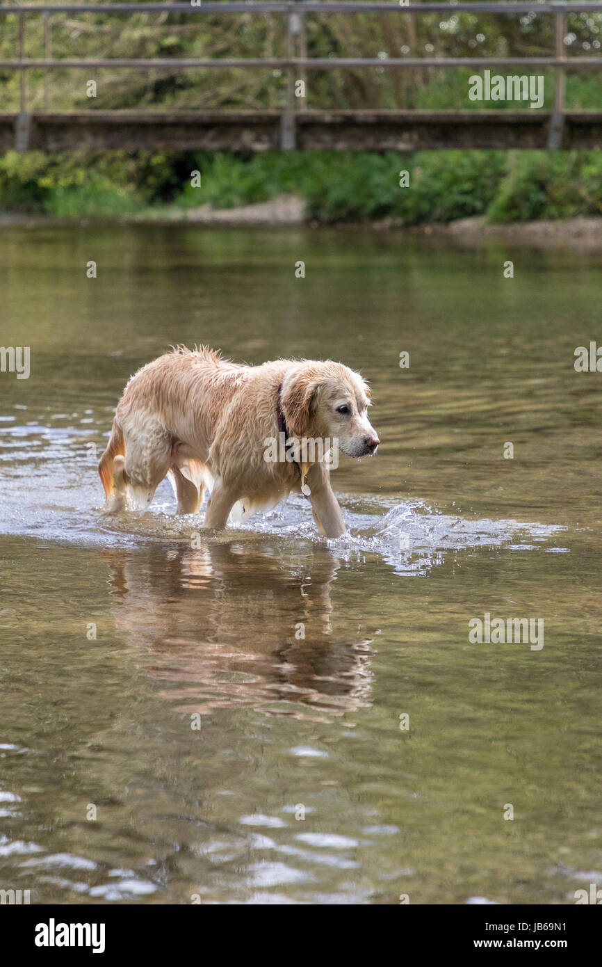 Felice cane bagnato nuotare nel fiume Foto Stock