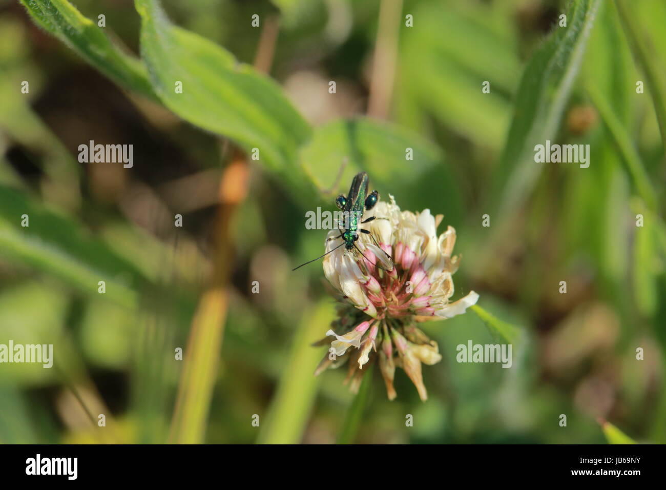 Un po' di verde insetto che mangia il nettare di fiori in natura Foto Stock