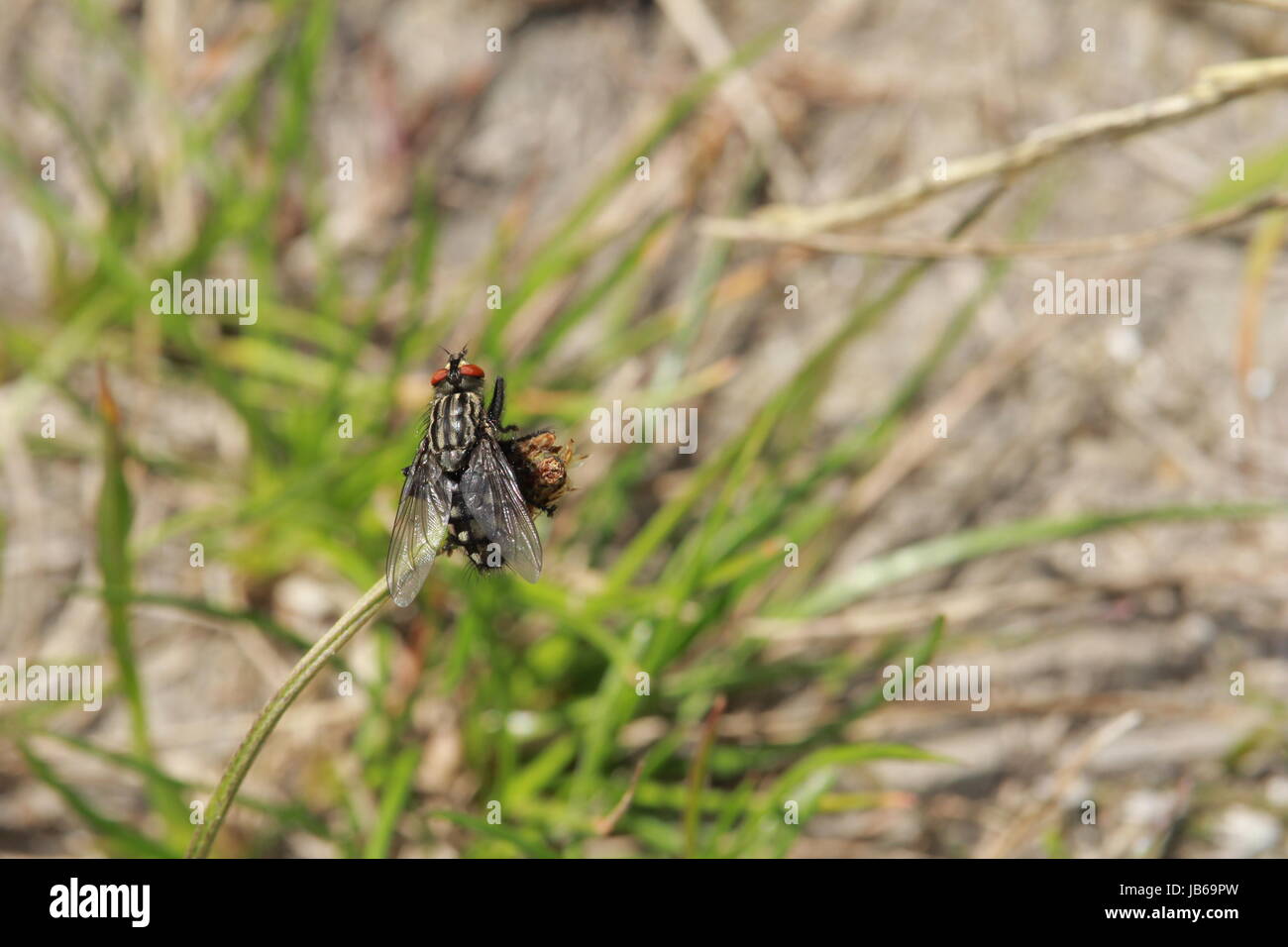 Un piccolo nero volare a strisce che si siede su una foglia in natura Foto Stock