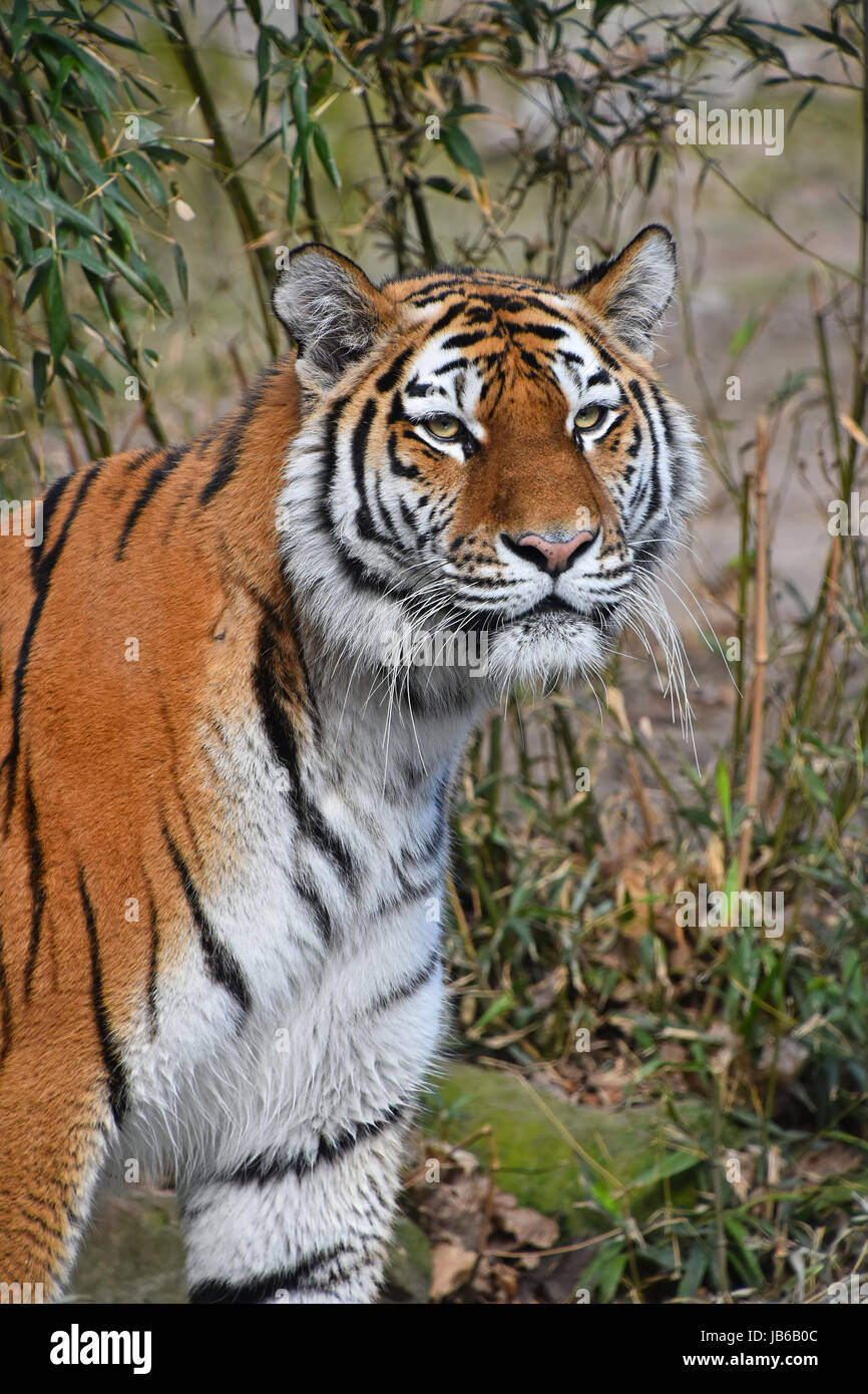 Close up ritratto di Giovane tigre siberiana (Amur tiger, Panthera tigris altaica), guardando la fotocamera Foto Stock