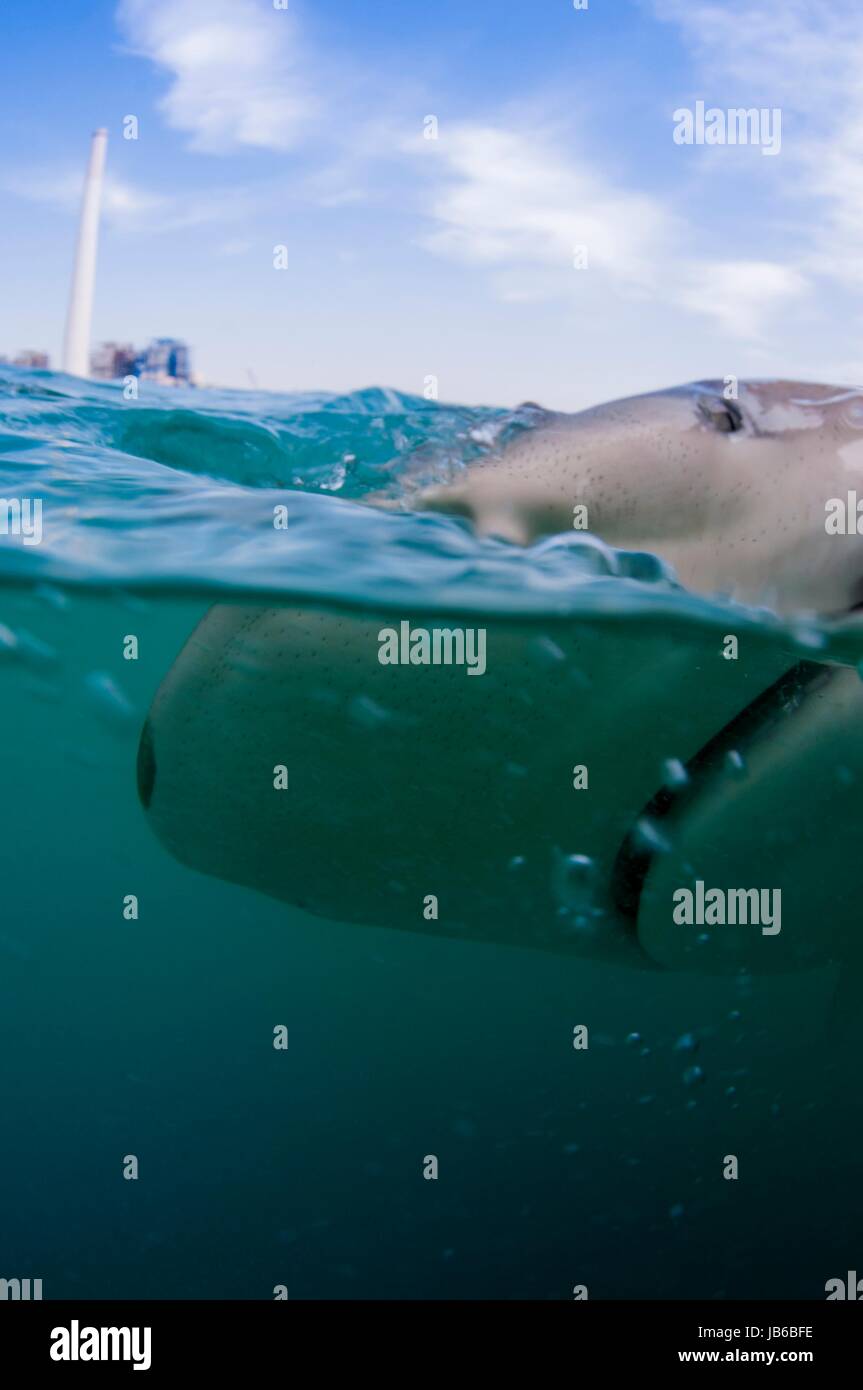 I ricercatori taggare il sandbar shark (Carcharhinus plumbeus) nel Mare Mediterraneo. Negli ultimi anni questo squalo è diventato più comune nel Mediterraneo specialmente vicino impianto di alimentazione acqua calda sbocchi. Fotografato nel marzo off il Hadera shore, Israele. Foto Stock