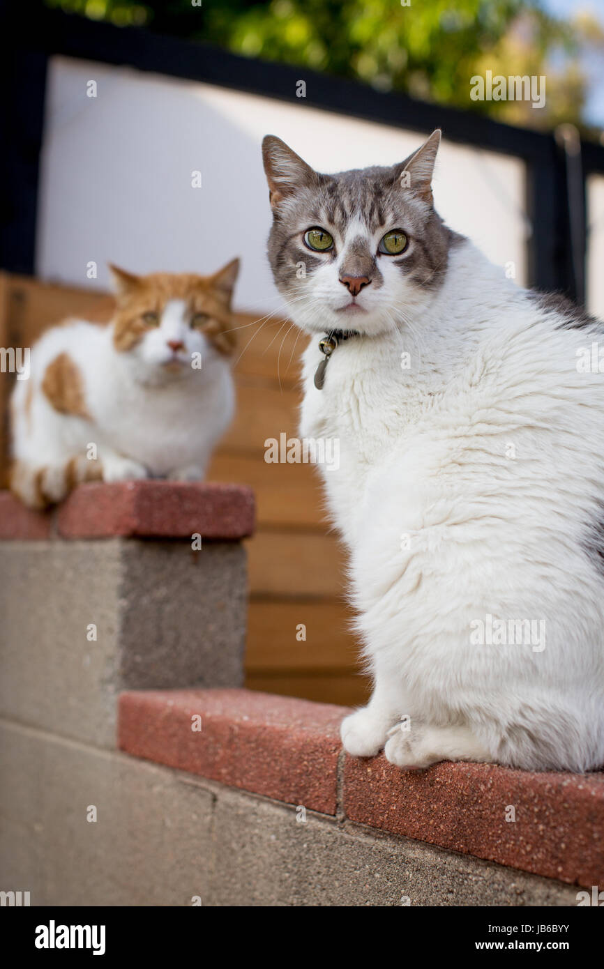 Due gatti seduti su un muro di mattoni in un quartiere impostazione con uno che guarda fuori e l'altra fotocamera. Foto Stock