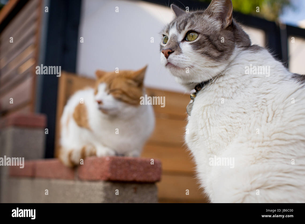 Due gatti in un quartiere residenziale impostazione; uno che guarda fuori, gli altri rilassanti in background con gli occhi chiusi. Foto Stock