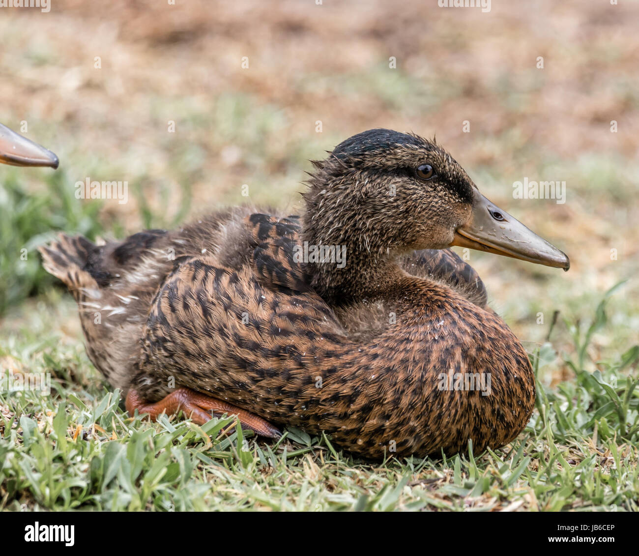 Anatra Foto Stock