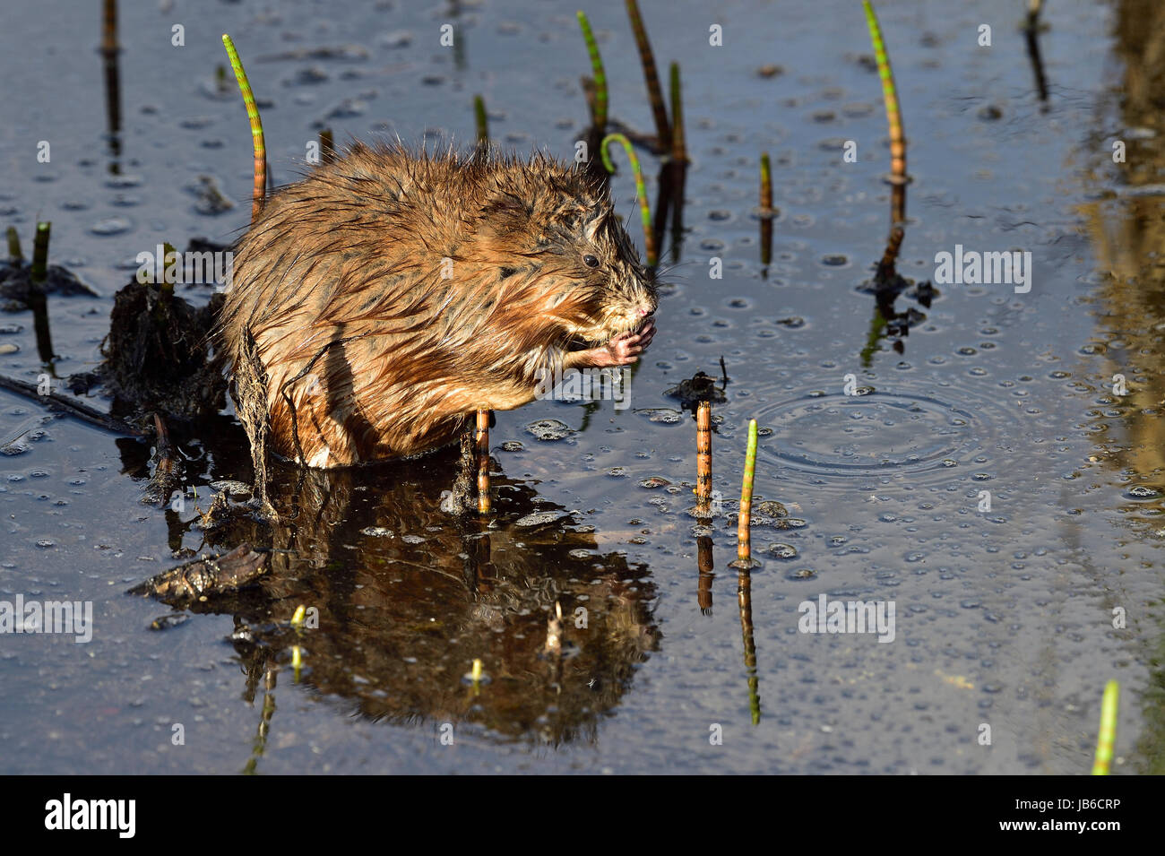Un topo muschiato selvatici Ondatra zibethicus, seduta in acqua poco profonda mentre si alimenta su alcune piante acquatiche crescono nel loro habitat naturale vicino a Hinton Alberta Foto Stock