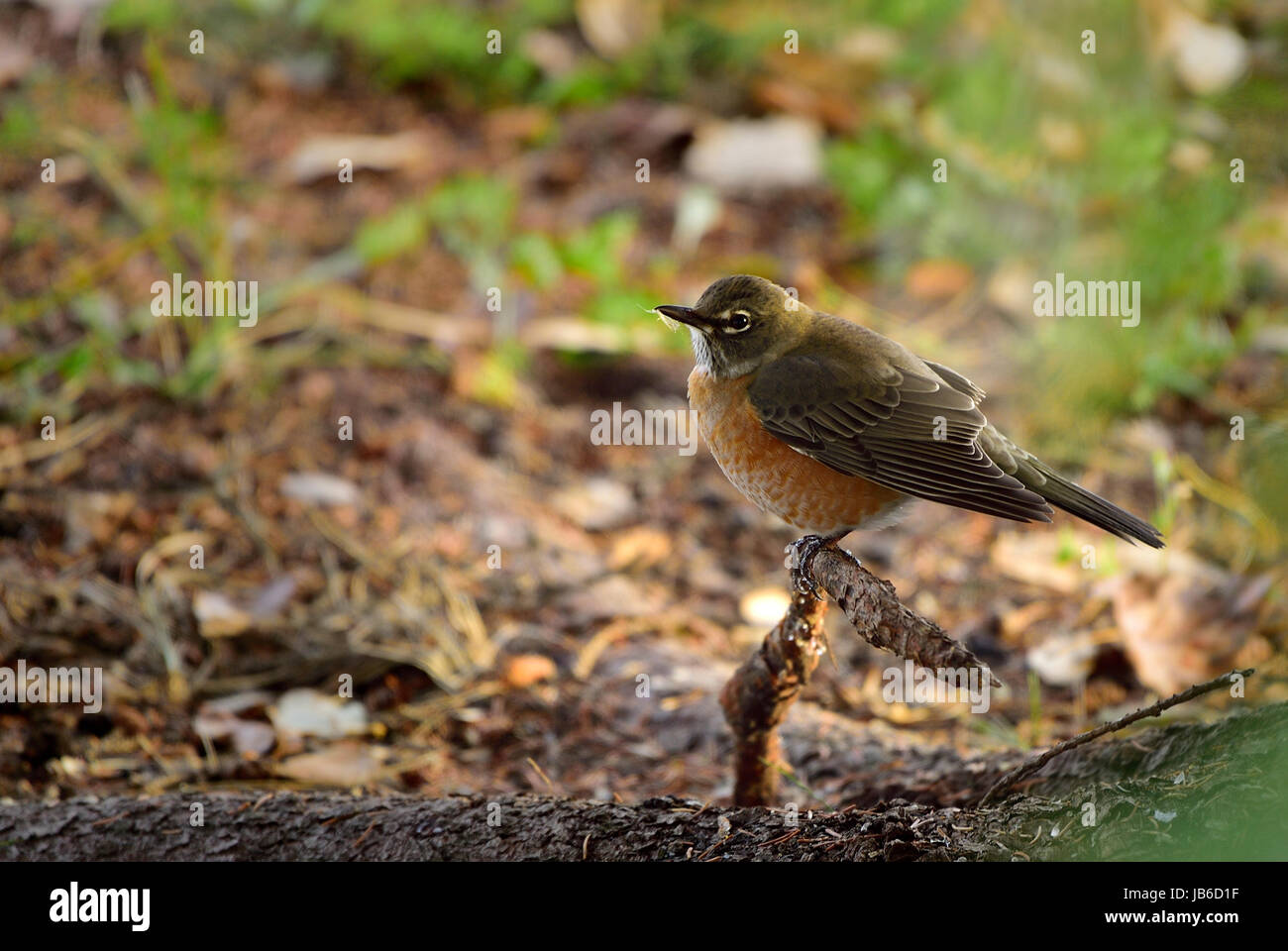 Un giovane americano immaturi Robin, Turdus migratorius, bird arroccato su una radice della struttura ad albero Foto Stock