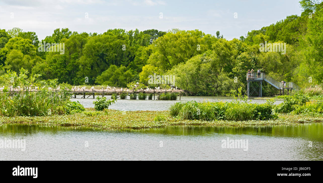 In Louisiana, Avery Island, Jungle Gardens, visitatori vista città di uccelli garzetta rookery dalla torre di osservazione Foto Stock