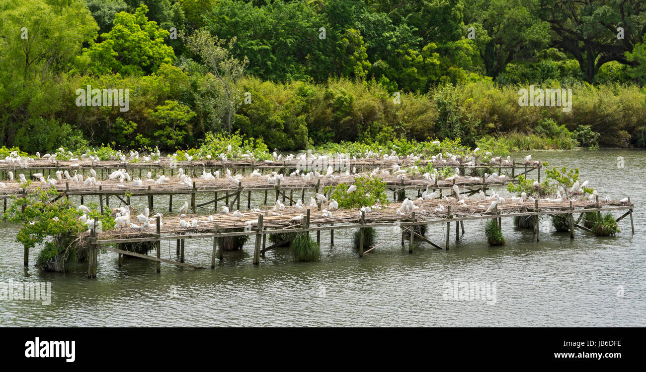 In Louisiana, Avery Island, Jungle Gardens, Città di uccelli garzetta rookery Foto Stock