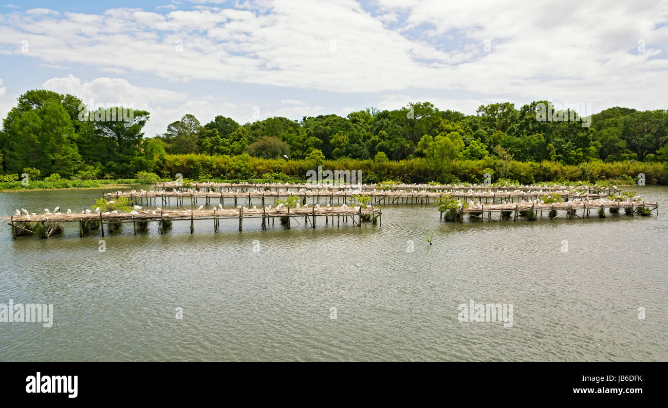In Louisiana, Avery Island, Jungle Gardens, Città di uccelli garzetta rookery Foto Stock