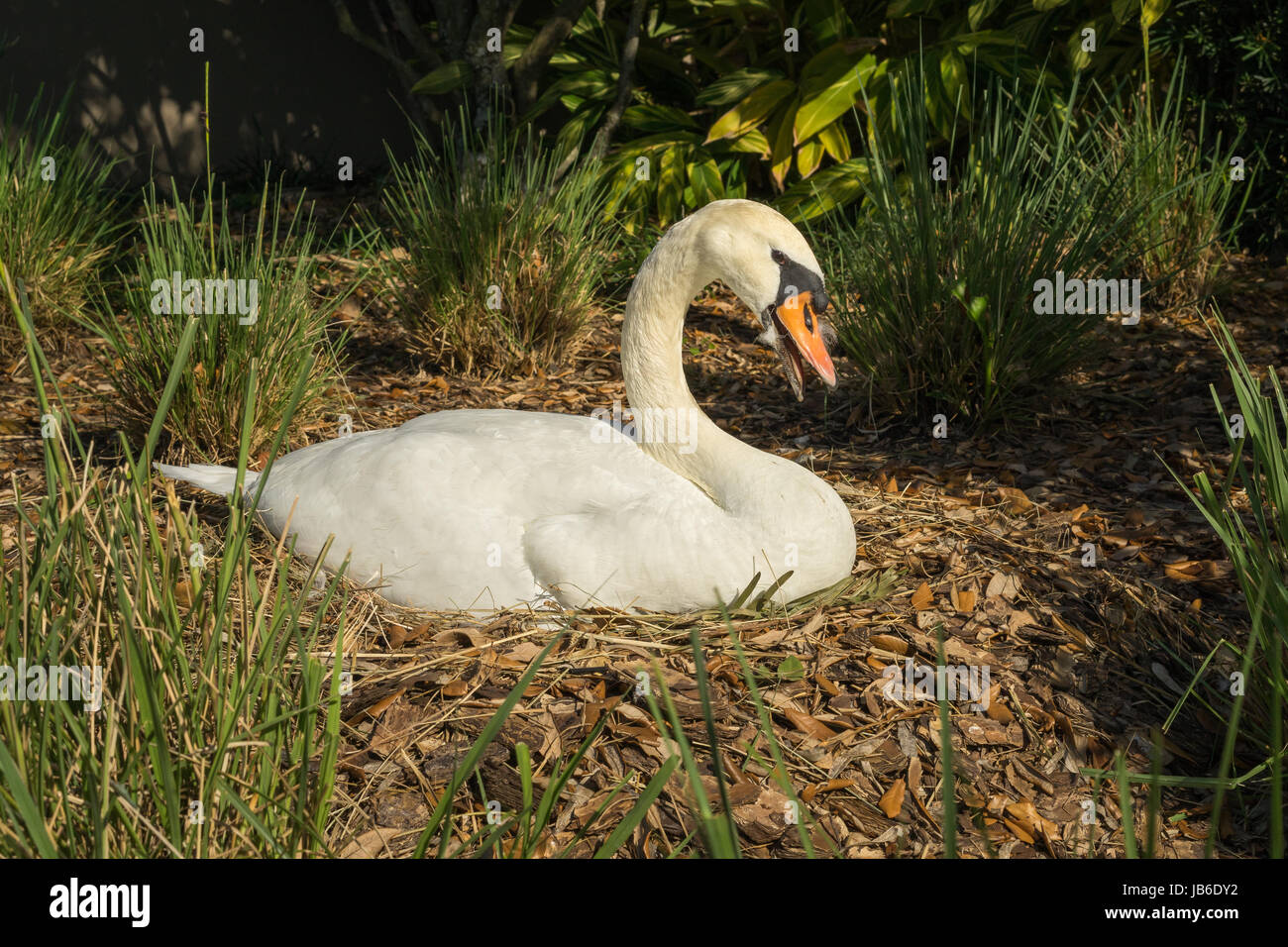 Un cigno con il suo becco aperto per favorire il raffreddamento stesso off, si siede pazientemente sul suo nido in un giardino. Foto Stock