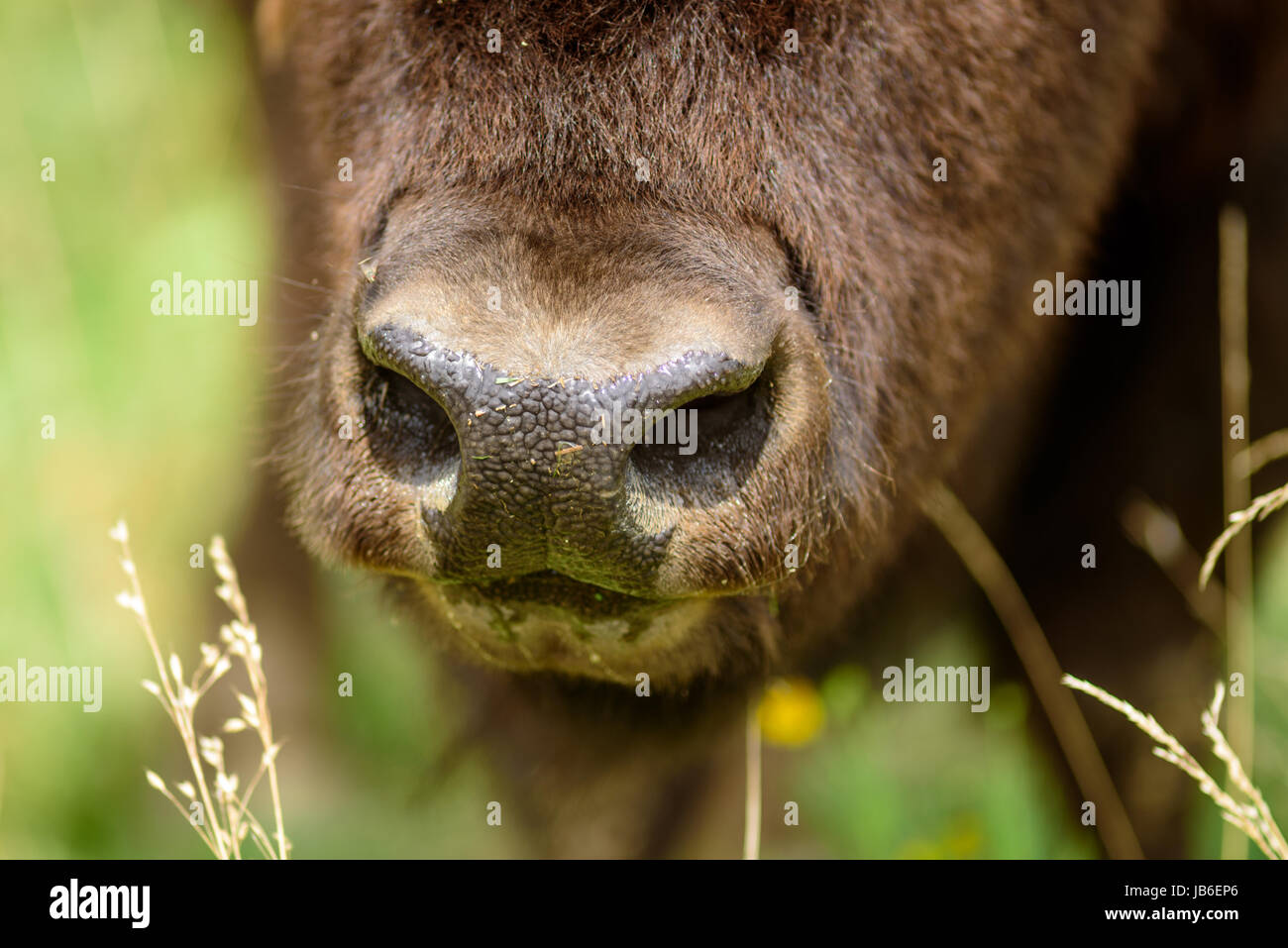 Bisonti americani hanno scarsa capacità visiva e audizione acuta e un maggiore senso di odore. Queste sono catturate dalla mandria a Shelby Farms Park Foto Stock Bisonti americani hanno scarsa capacità visiva e audizione acuta e un maggiore senso di odore. Queste sono catturate dalla mandria a Shelby Farms Park Foto Stock