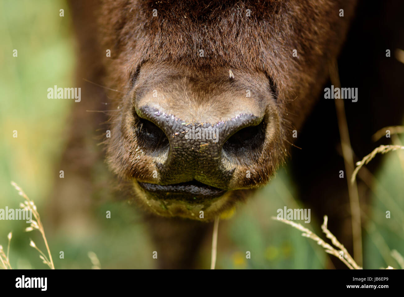Bisonti americani hanno scarsa capacità visiva e audizione acuta e un maggiore senso di odore. Queste sono catturate dalla mandria a Shelby Farms Park Foto Stock Bisonti americani hanno scarsa capacità visiva e audizione acuta e un maggiore senso di odore. Queste sono catturate dalla mandria a Shelby Farms Park Foto Stock
