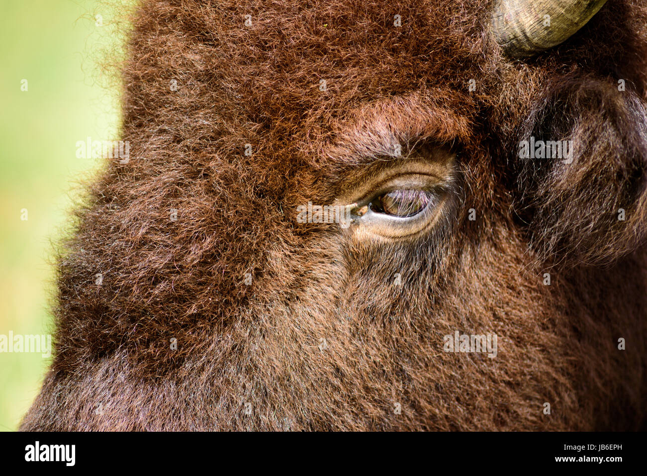 Bisonti americani hanno scarsa capacità visiva e audizione acuta di un maggiore senso di odore. Foto Stock Bisonti americani hanno scarsa capacità visiva e audizione acuta di un maggiore senso di odore. Foto Stock