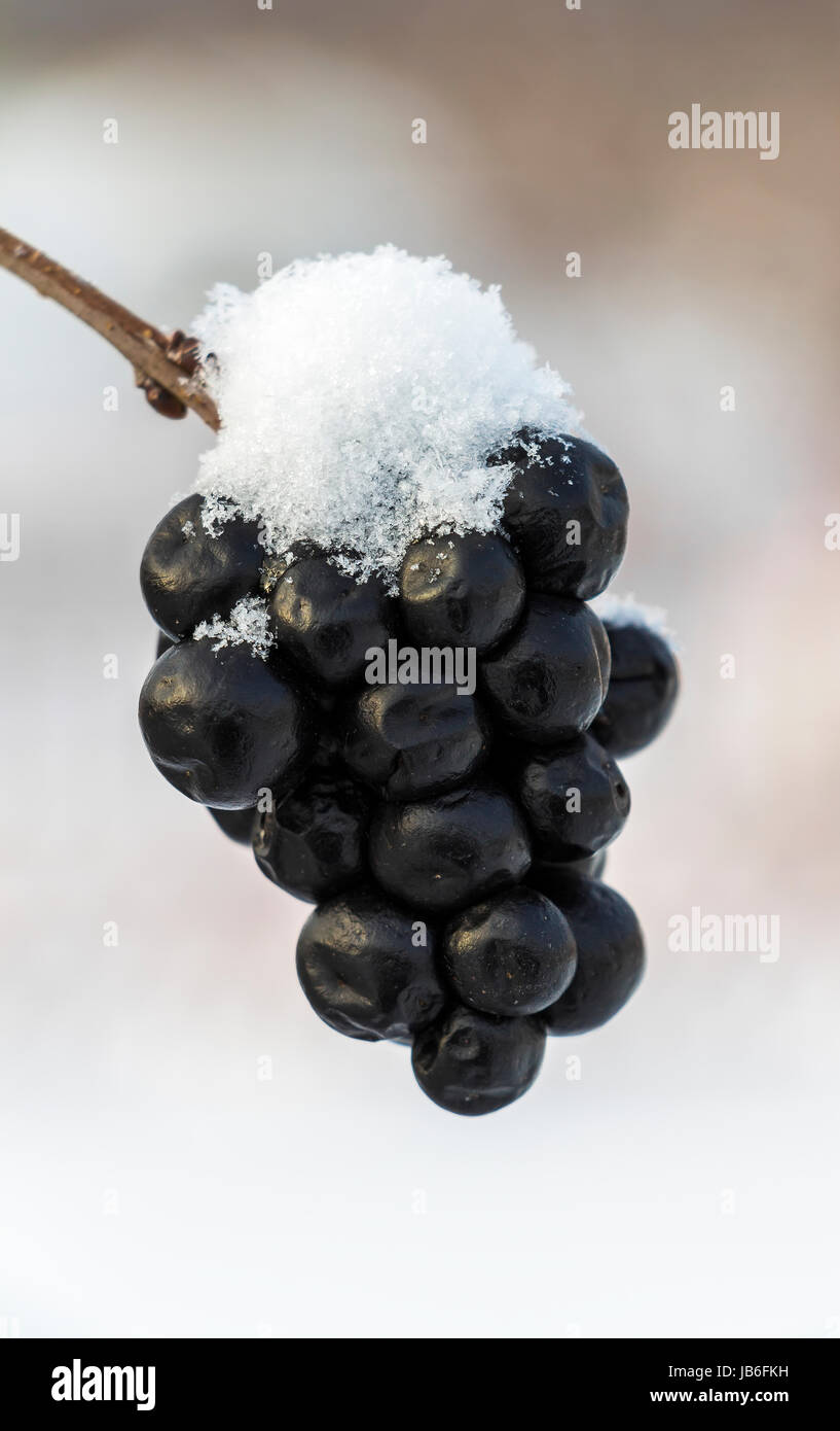 Chokeberry sotto la neve closeup Foto Stock