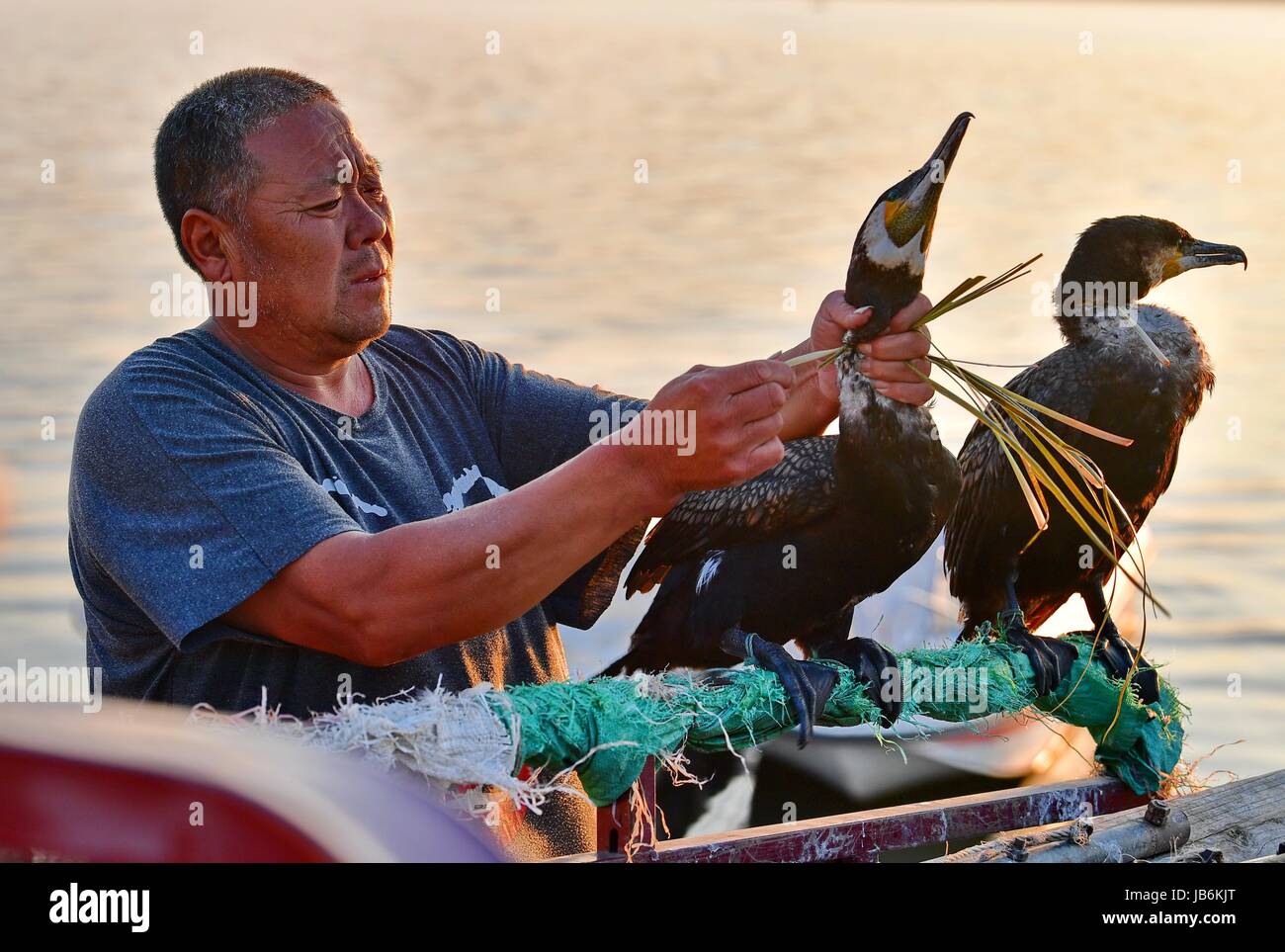 Shijiazhuang. Il 9 giugno, 2017. Fisherman Zhou Shan i legami di una fune di paglia sul collo di un falco pescatore al serbatoio Daheiting nel nord della Cina di nella provincia di Hebei, 9 giugno 2017. Zhou Shan è uno dei pochi pescatori che si attaccano alla tradizione di cattura di pesce con il falco pescatore in Cina del nord. Credito: Yang Shiyao/Xinhua/Alamy Live News Foto Stock