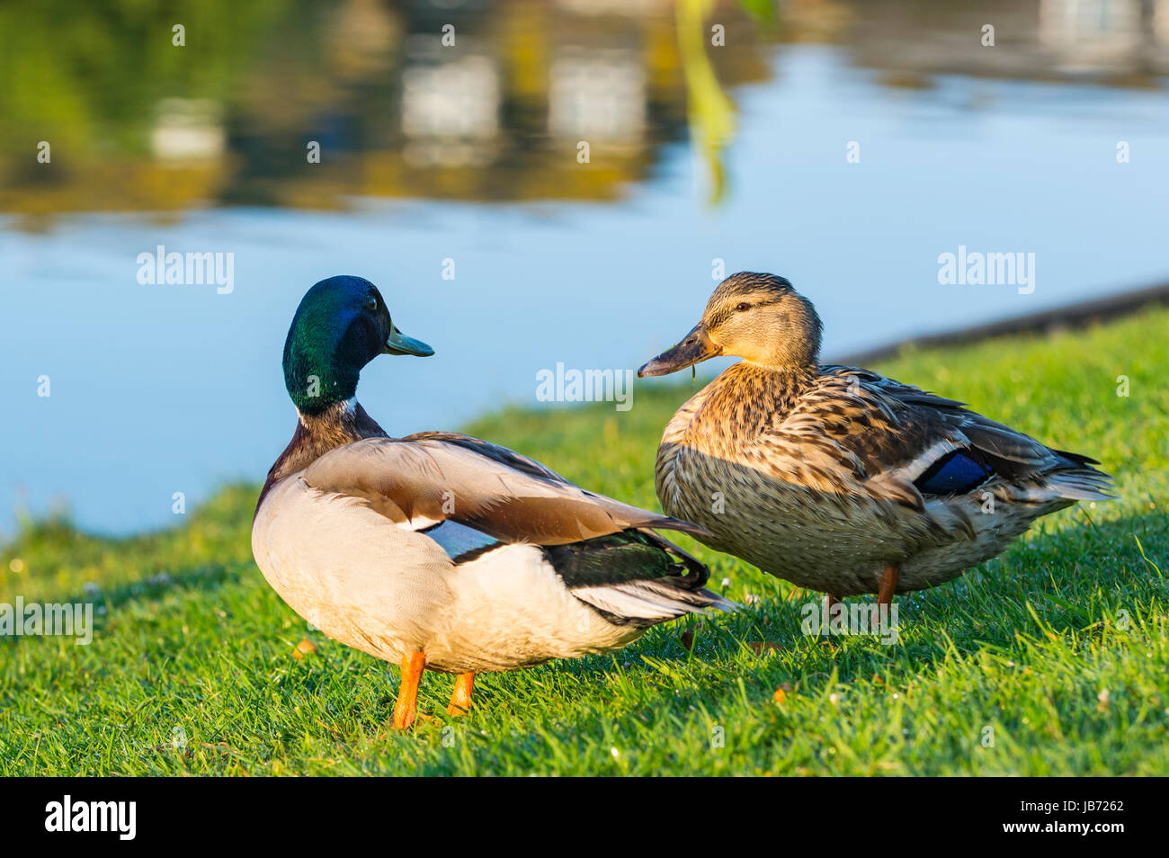 Una coppia di le anatre bastarde sull'erba avente una conversazione in primavera nel West Sussex, in Inghilterra, Regno Unito. Foto Stock