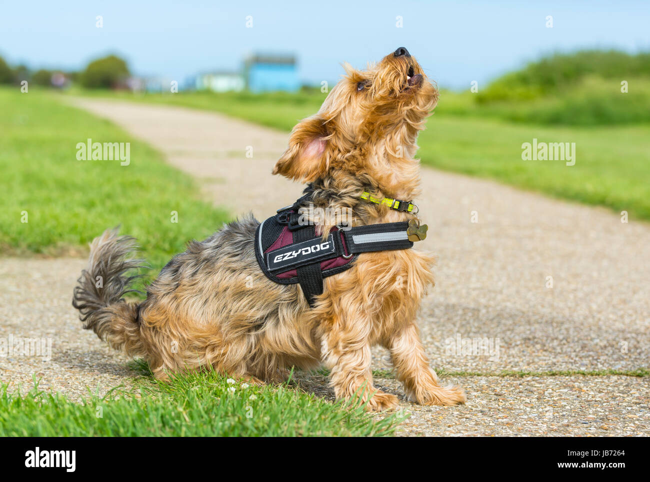 Dog sitter. Yorkshire Terrier attraversato con Border Collie dog sitter guardando al proprietario. Foto Stock