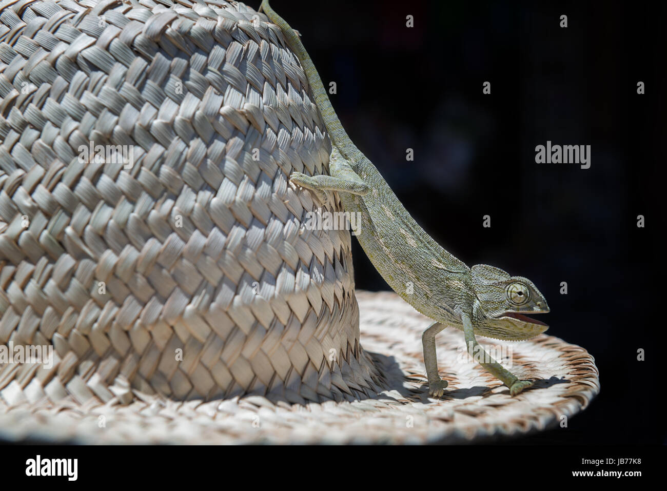 Un camaleonte su un cappello di paglia. Foto Stock