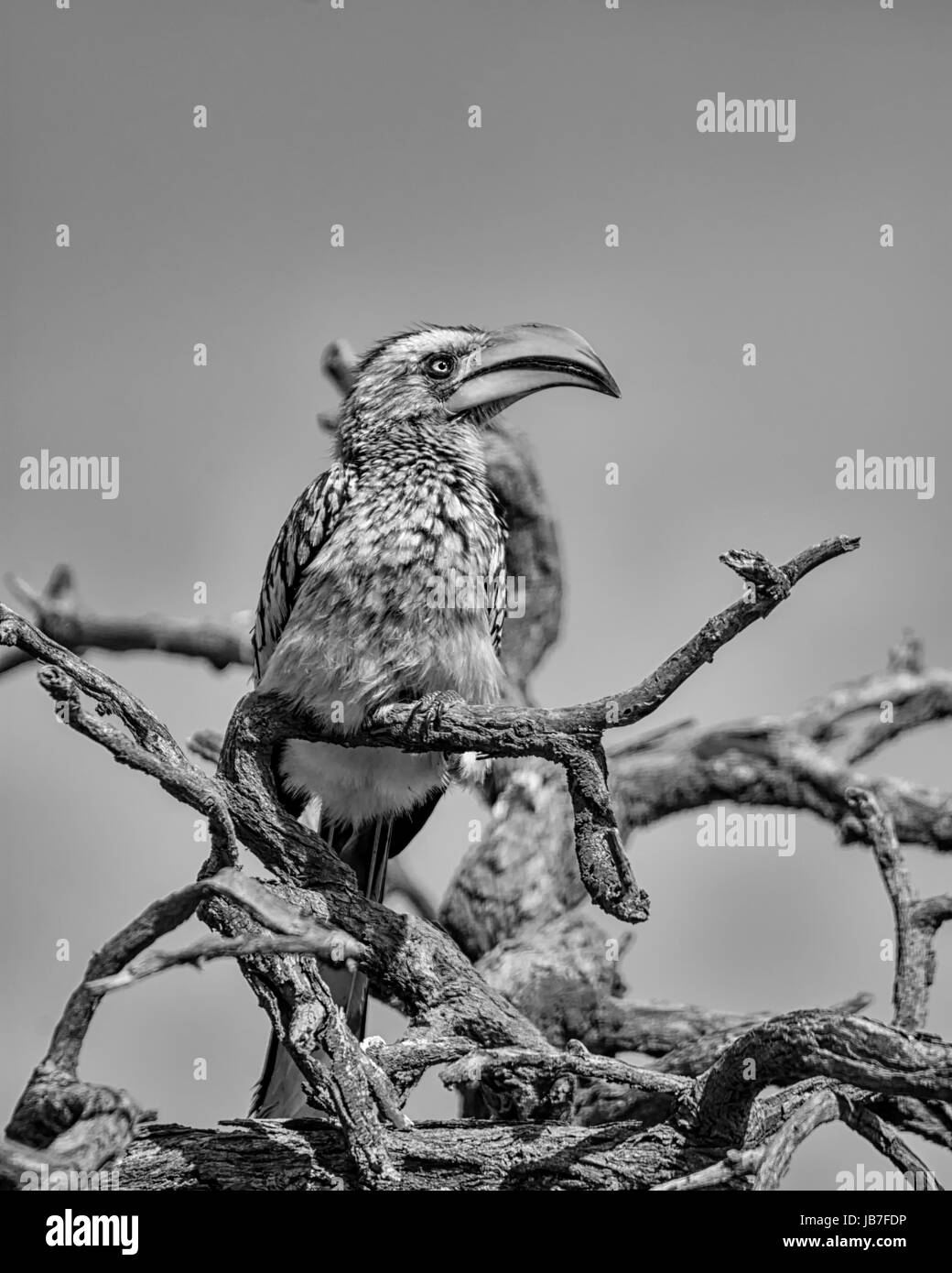 Un giallo-fatturati Hornbill appollaiato in un albero in Africa australe Foto Stock