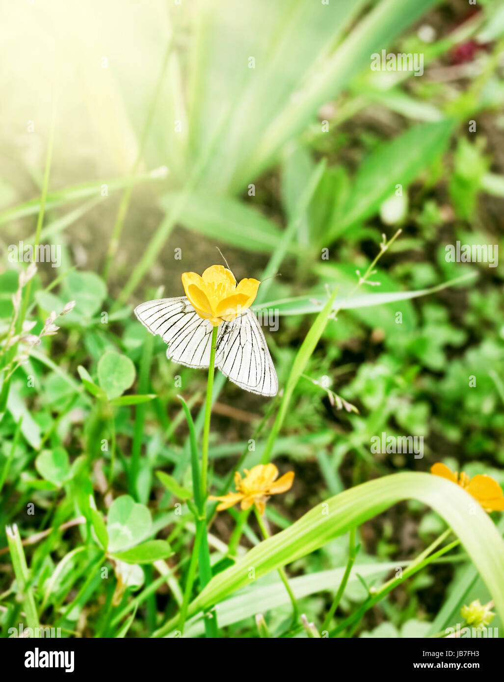 Gara a farfalla bianca nasconde su fiore giallo Foto Stock