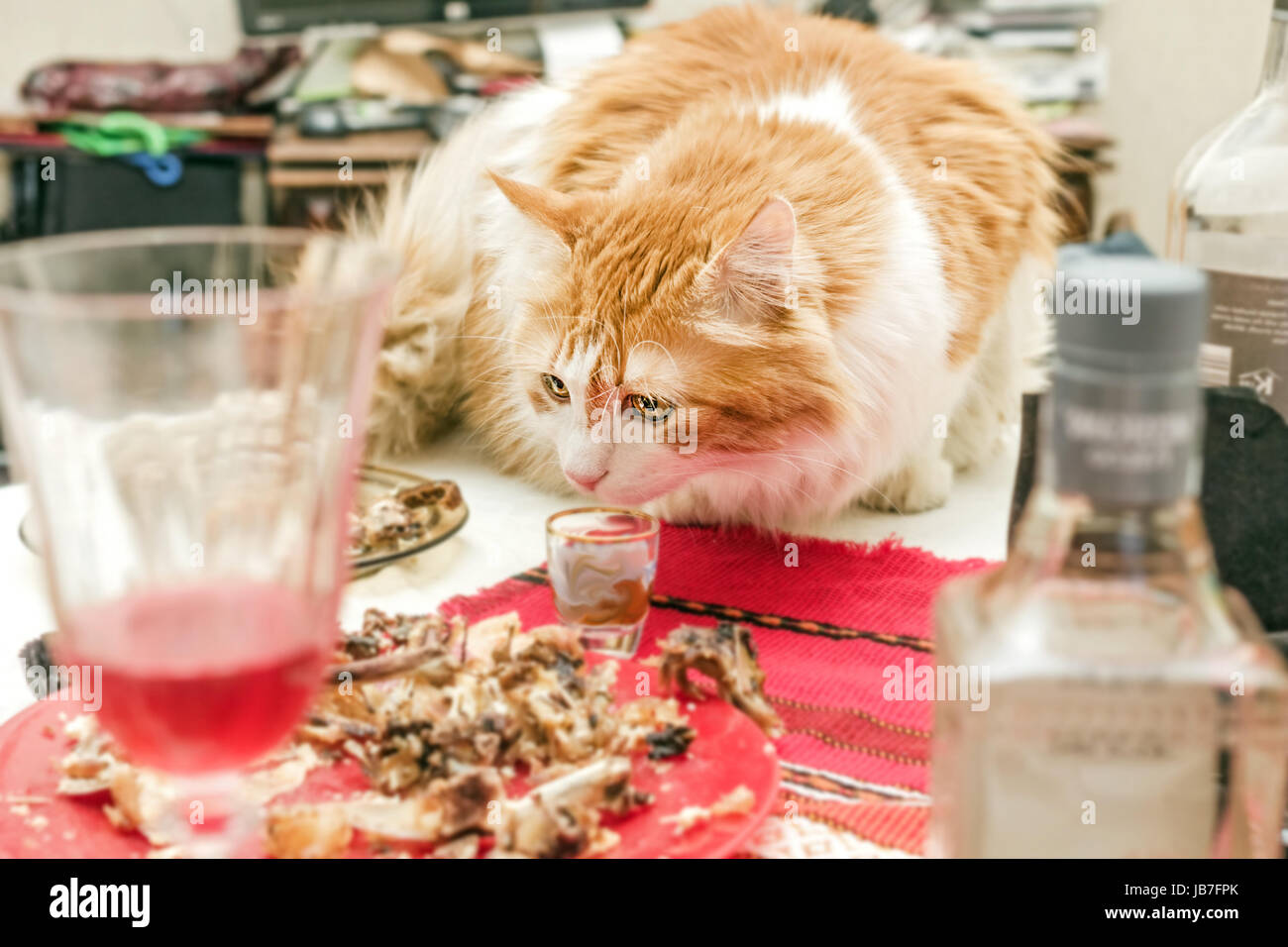 Gatto rosso sul pasticcio di post-tabella di festa Foto Stock