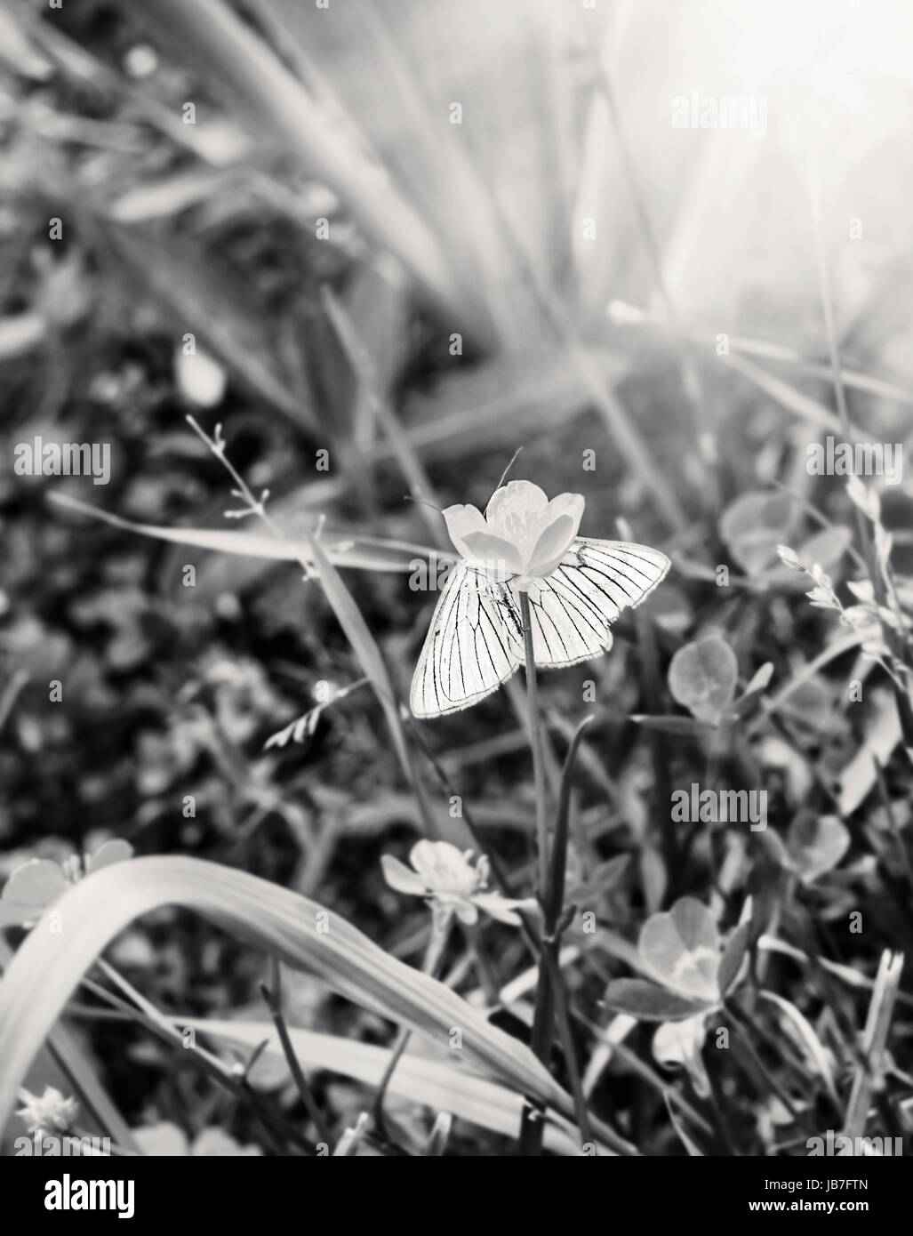 Gara a farfalla bianca nasconde su fiore in bianco e nero Foto Stock