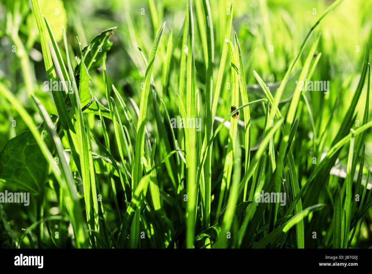 Molla di giovani erba verde illuminato da Sun Foto Stock