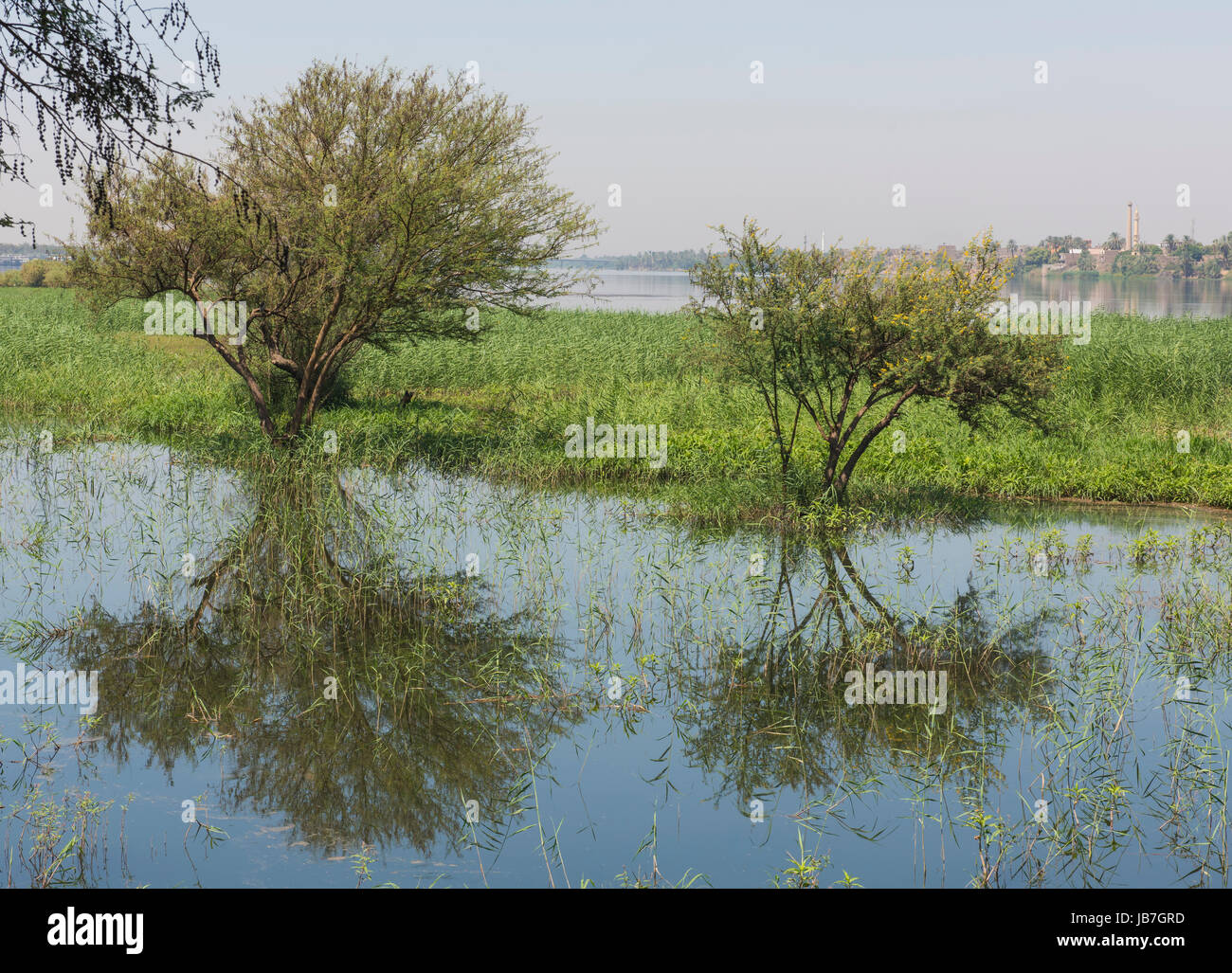 Gli alberi durante il periodo estivo nelle zone rurali allagata campo erboso prato paesaggio di campagna impostazione con la riflessione in acqua Foto Stock