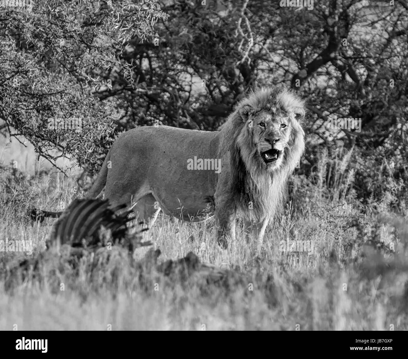 Un maschio di leone sorge accanto alla carcassa di un Eland ha ucciso nel sud della savana africana Foto Stock