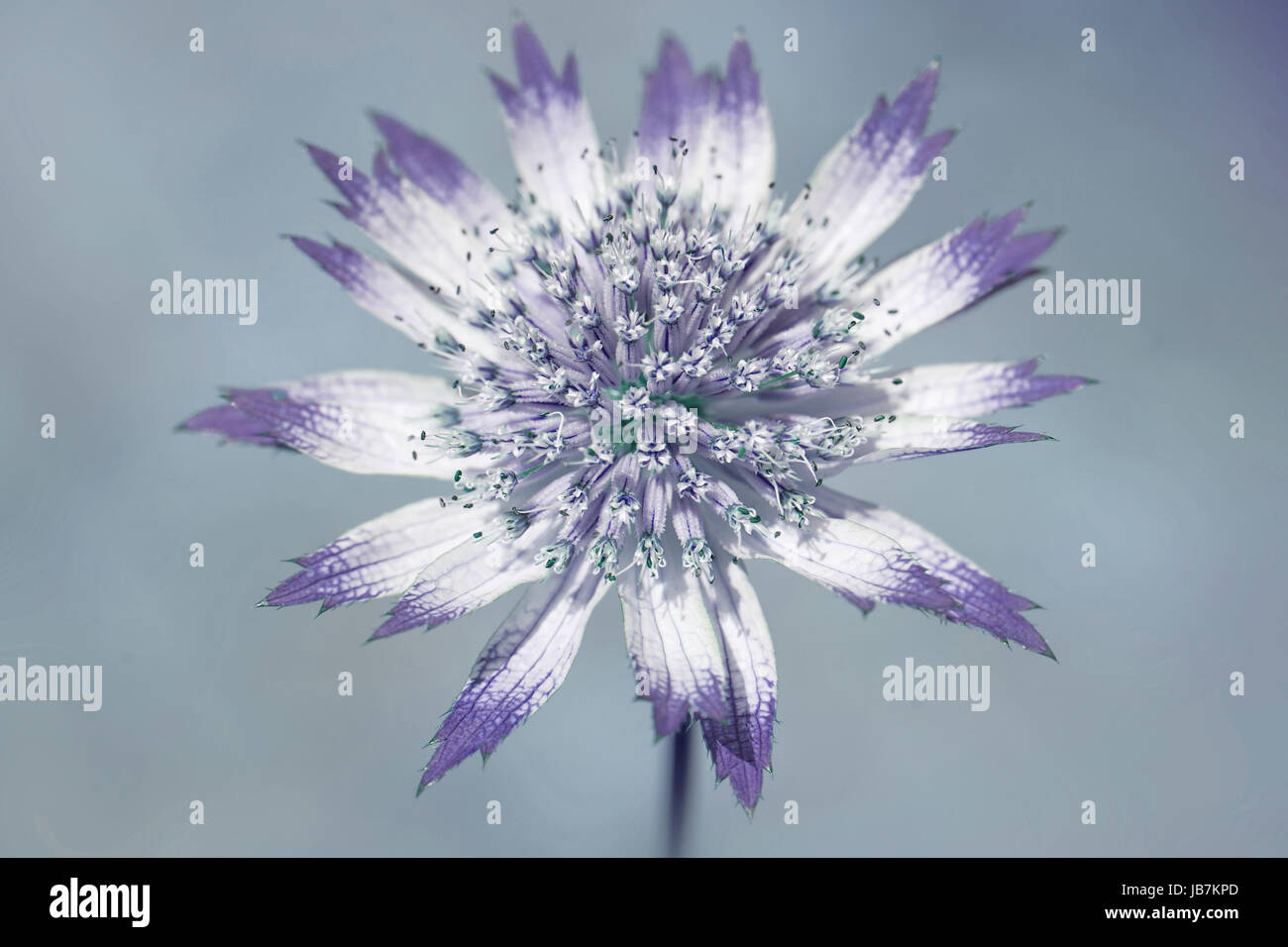 Close-up, Creative modifica della bella primavera Astrantia fiore, noto anche come Masterwort Foto Stock