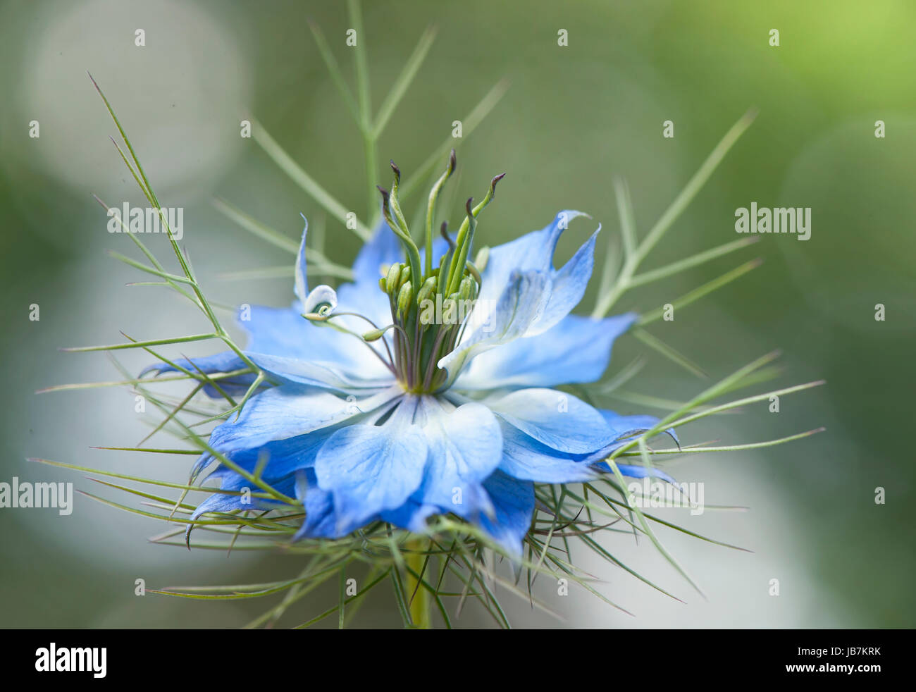 Close-up di immagine il delicato blu, amore-in-un-nebbia fiore noto anche come Nigella damascena Foto Stock