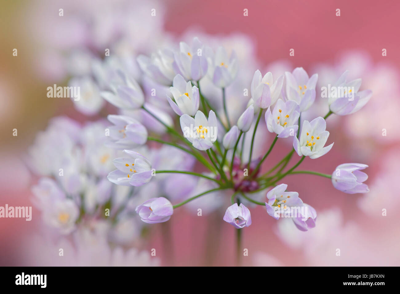 Close-up di immagine il delicato poco Allium roseum fiori noto anche come roseo-fiorito o aglio Aglio roseo. Foto Stock