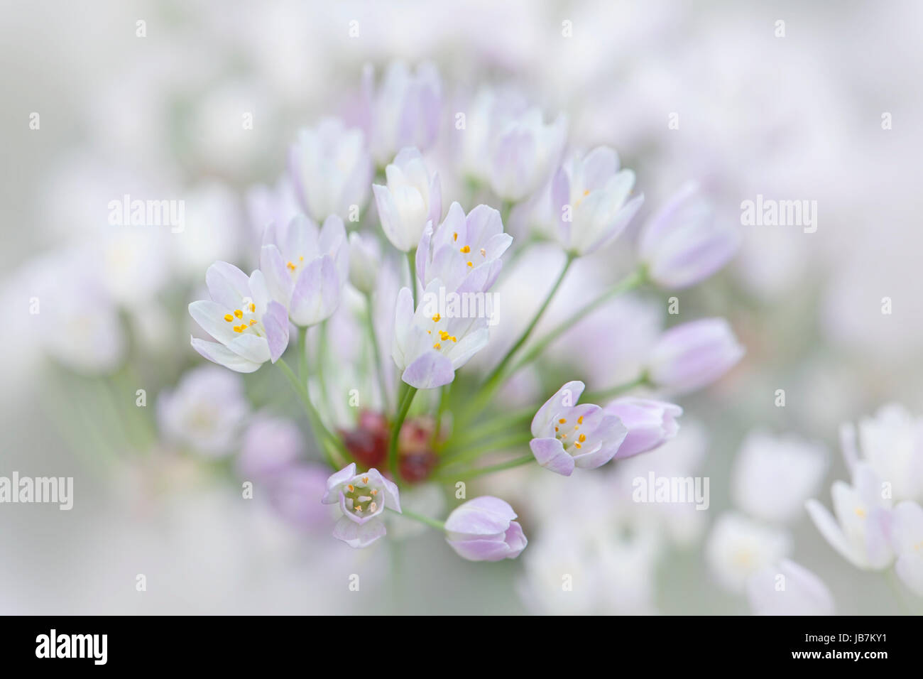 Close-up di immagine il delicato poco Allium roseum fiori noto anche come roseo-fiorito o aglio Aglio roseo. Foto Stock