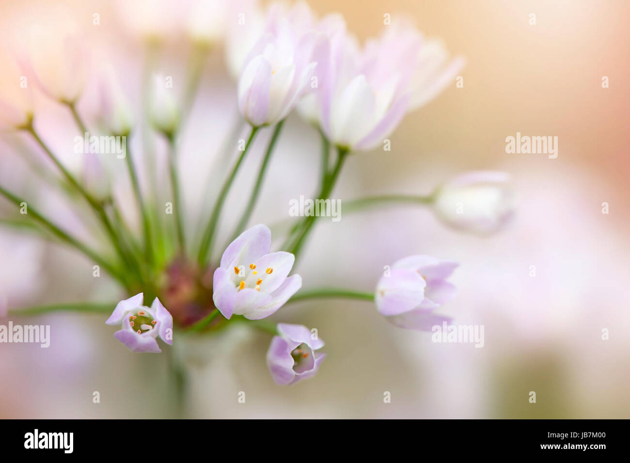 Close-up di immagine il delicato poco Allium roseum fiori noto anche come roseo-fiorito o aglio Aglio roseo. Foto Stock