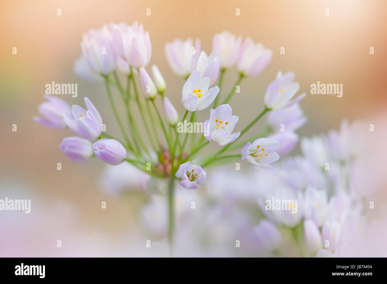 Close-up di immagine il delicato poco Allium roseum fiori noto anche come roseo-fiorito o aglio Aglio roseo. Foto Stock