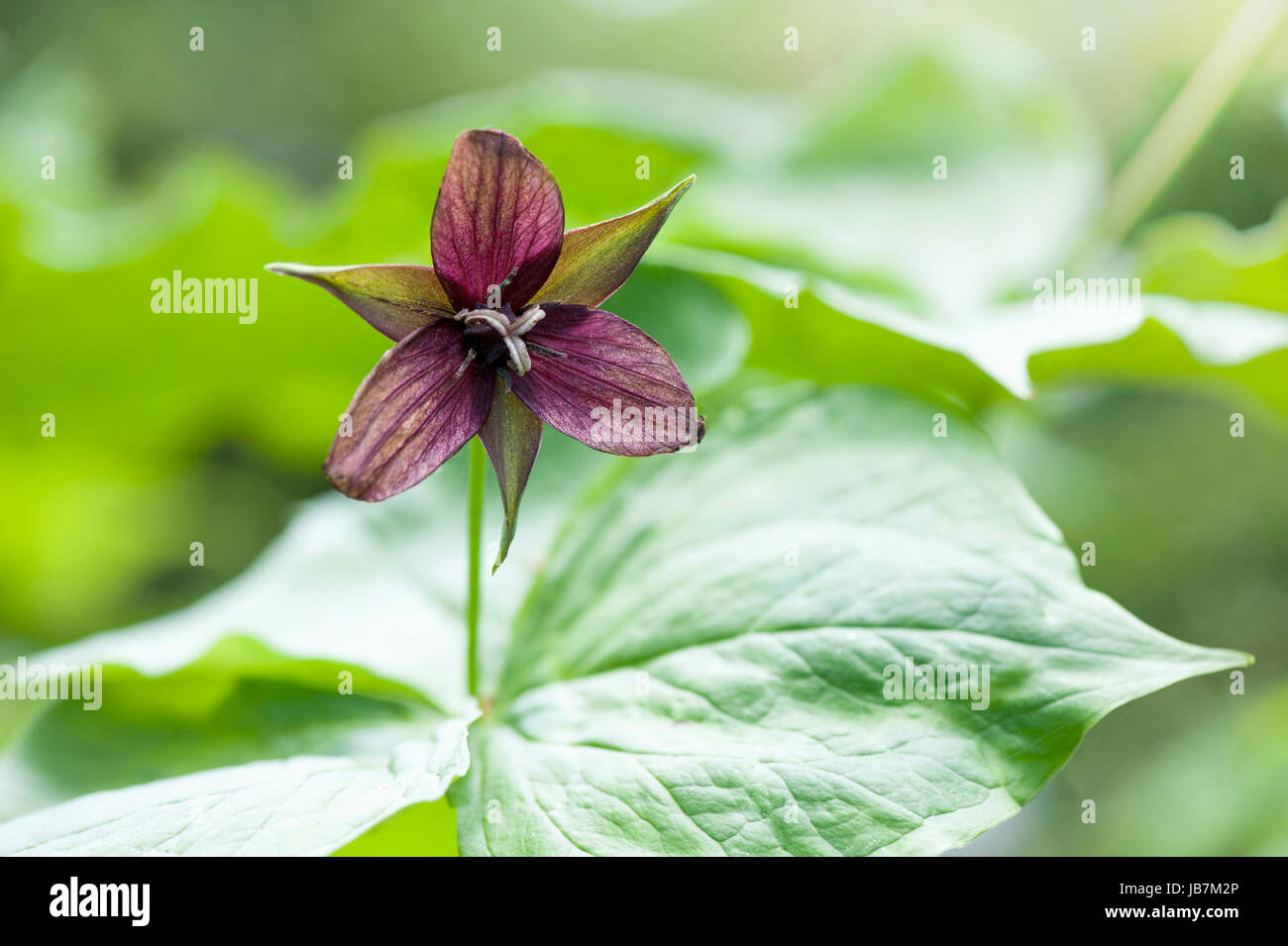 Close-up della bella primavera Trillium erectum fiore, noto anche come red trillium, wake-robin, viola trillium, Beth root o maleodoranti Benjamin Foto Stock